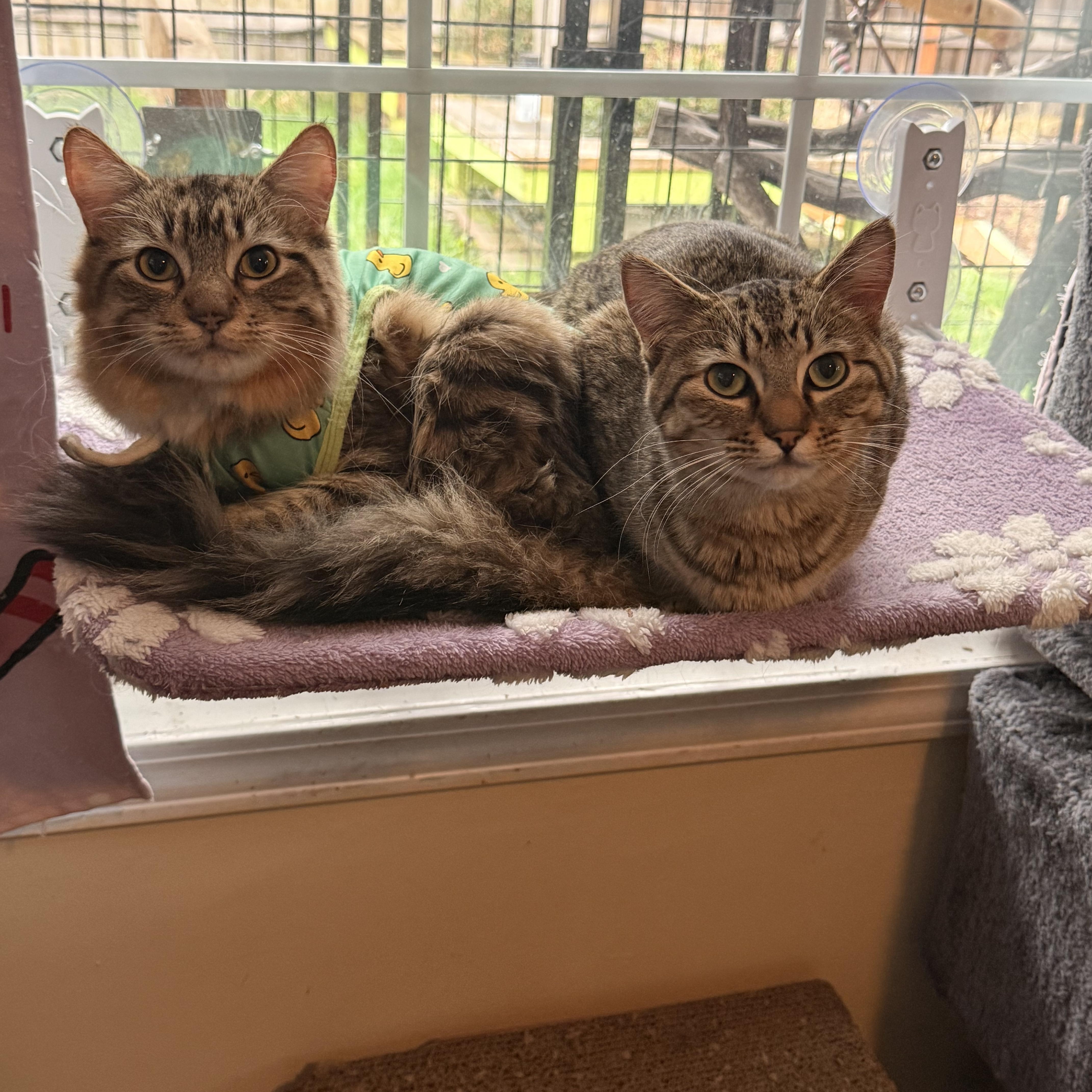 Cinnamon and Nutmeg, ADOPTABLE, Young Female Domestic Long Hair.