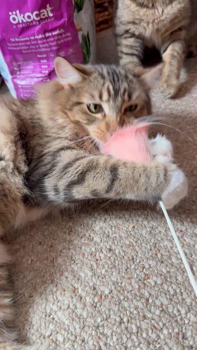 Enlarge Cinnamon, an adopted Domestic Long Hair in The Dalles, OR video 4/4