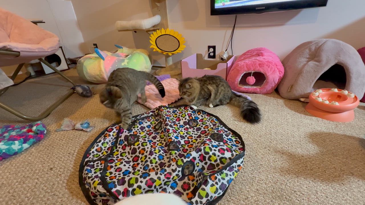 Enlarge Cinnamon and Nutmeg, a ADOPTABLE Domestic Long Hair in The Dalles, OR video 2/3