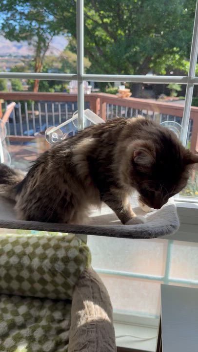 Enlarge Cinnamon, an adopted Domestic Long Hair in The Dalles, OR video 3/4