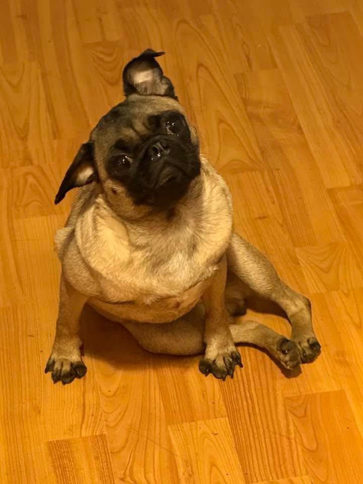 Enlarge Gigi, a Adoptable Pug in North Freedom, WI image 6/6