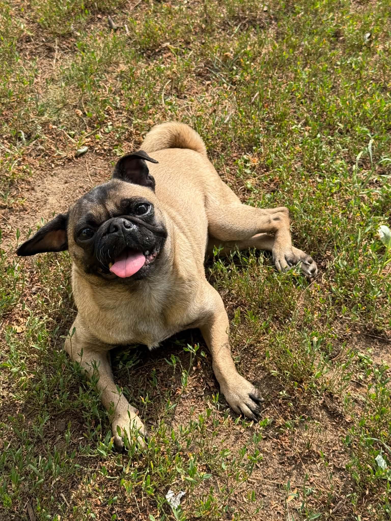 Enlarge Gigi, a Adoptable Pug in North Freedom, WI image 1/6