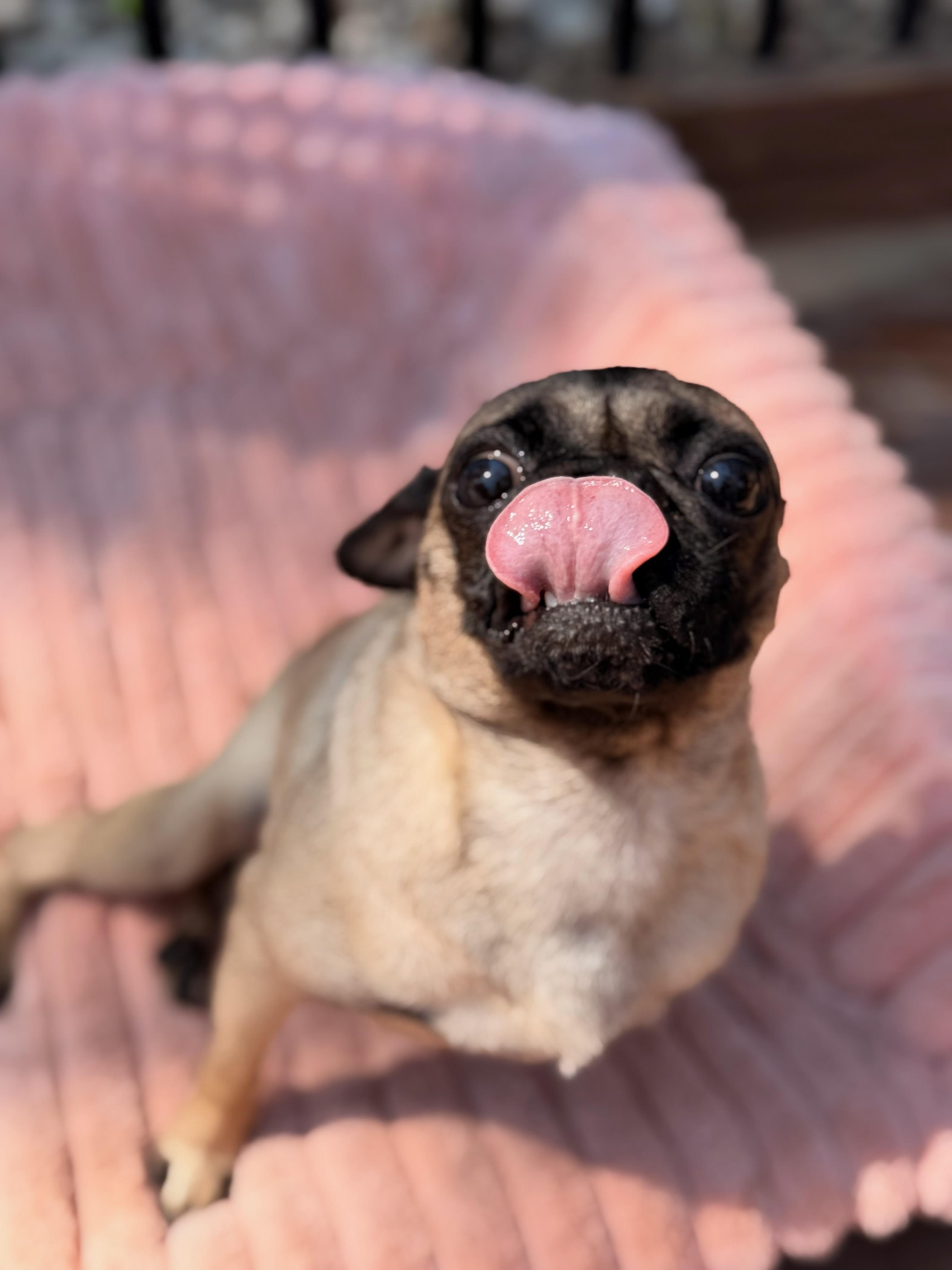 Enlarge Gigi, a Adoptable Pug in North Freedom, WI image 4/6
