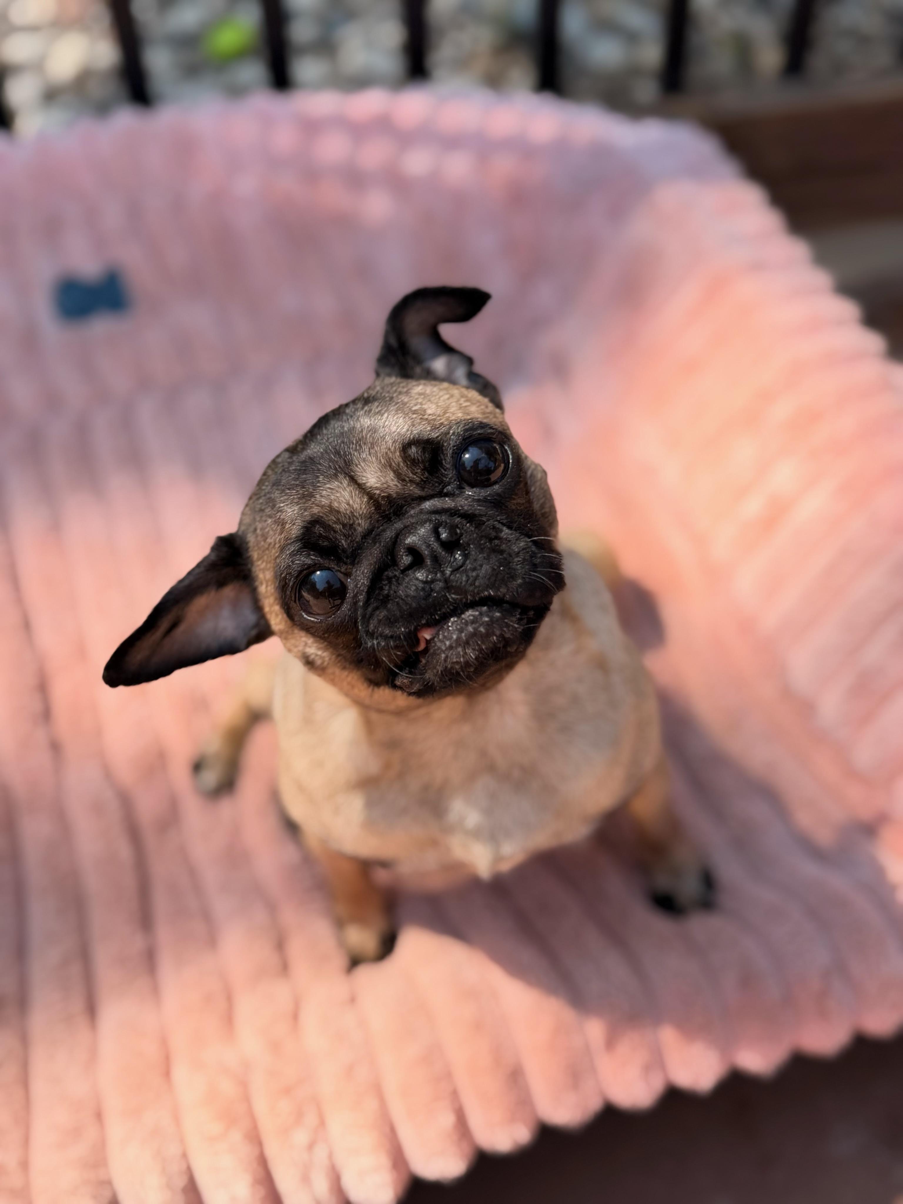 Enlarge Gigi, a Adoptable Pug in North Freedom, WI image 2/6