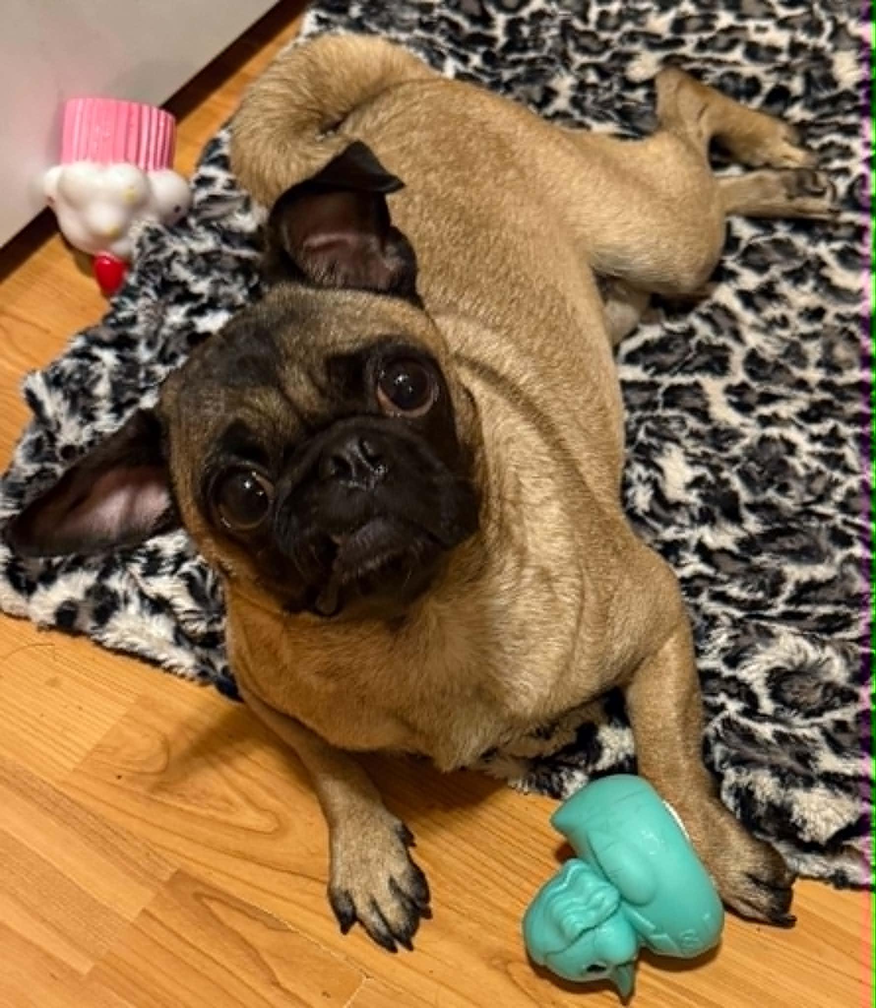Gigi, Adoptable, Adult Female Pug.