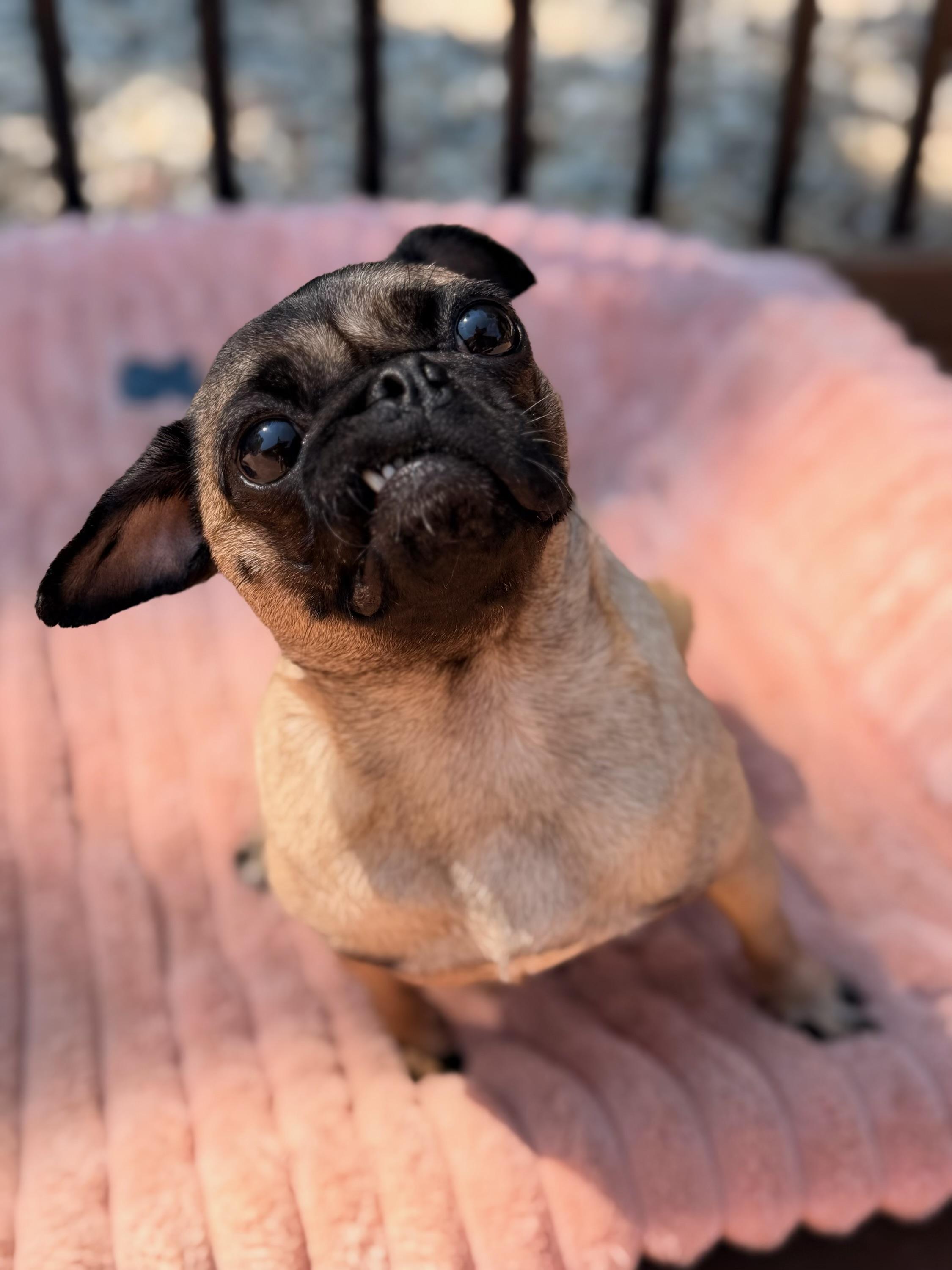Enlarge Gigi, a Adoptable Pug in North Freedom, WI image 3/6