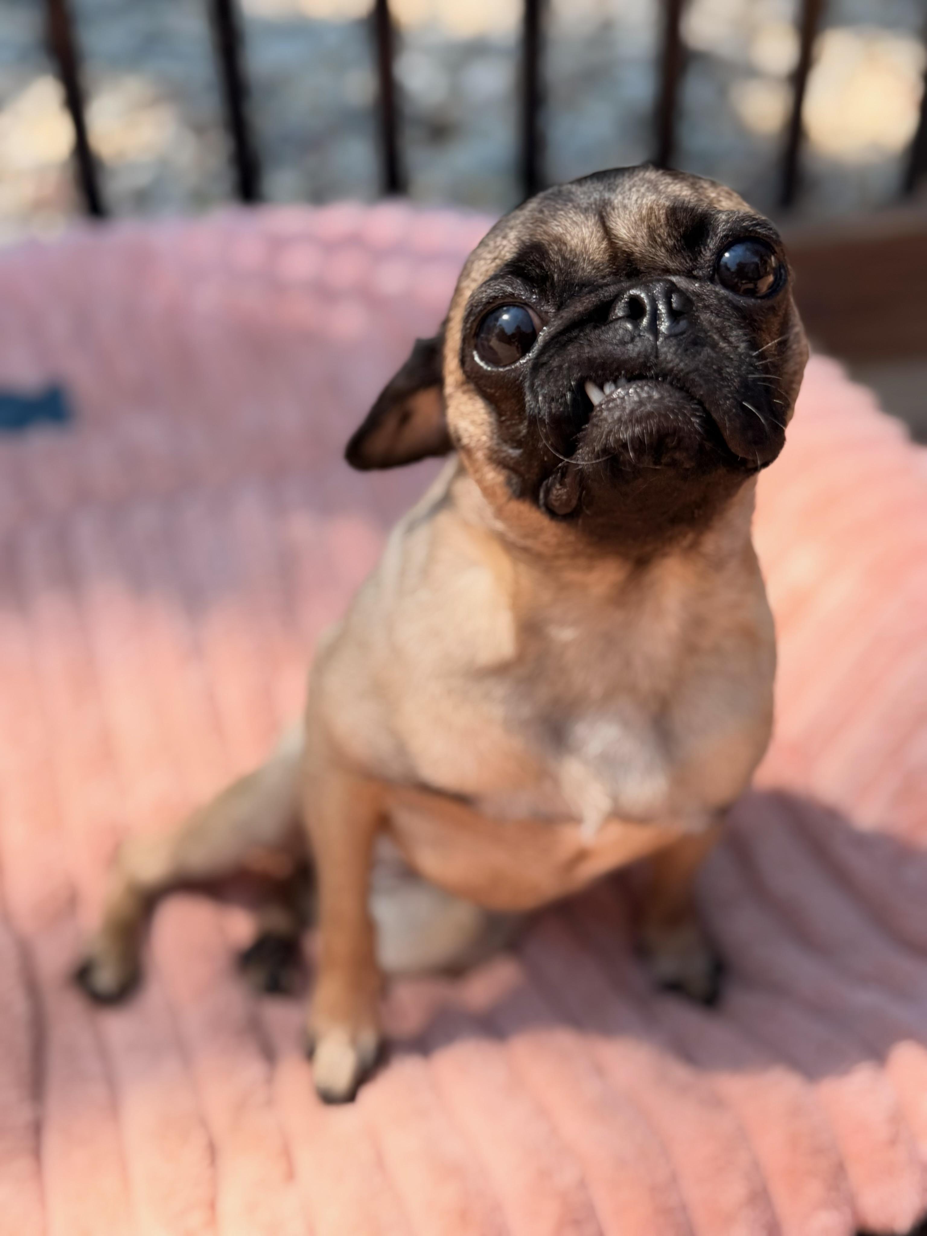 Enlarge Gigi, a Adoptable Pug in North Freedom, WI image 5/6