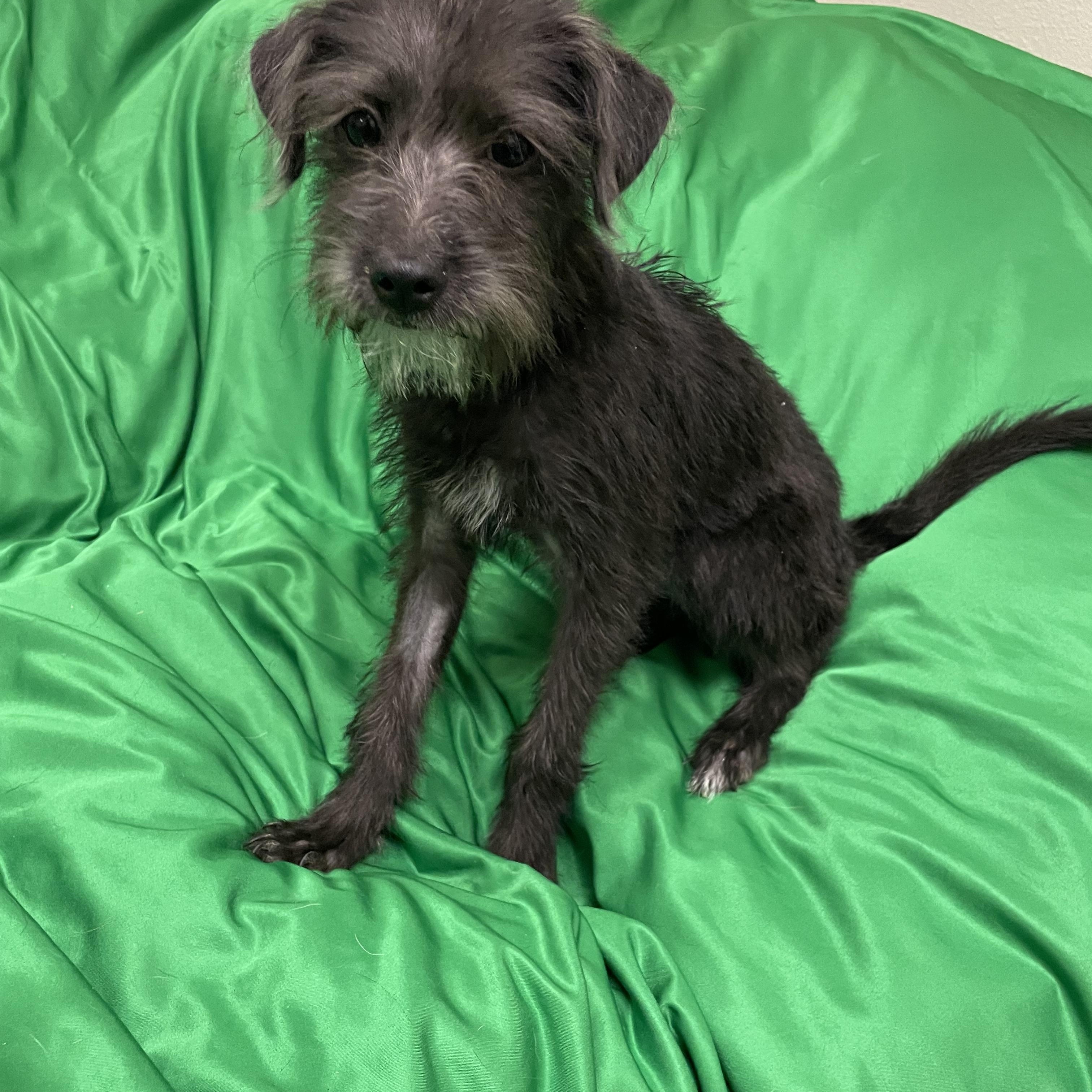 KoKo, an adoptable Schnoodle in Phoenix, AZ, 85040 | Photo Image 3