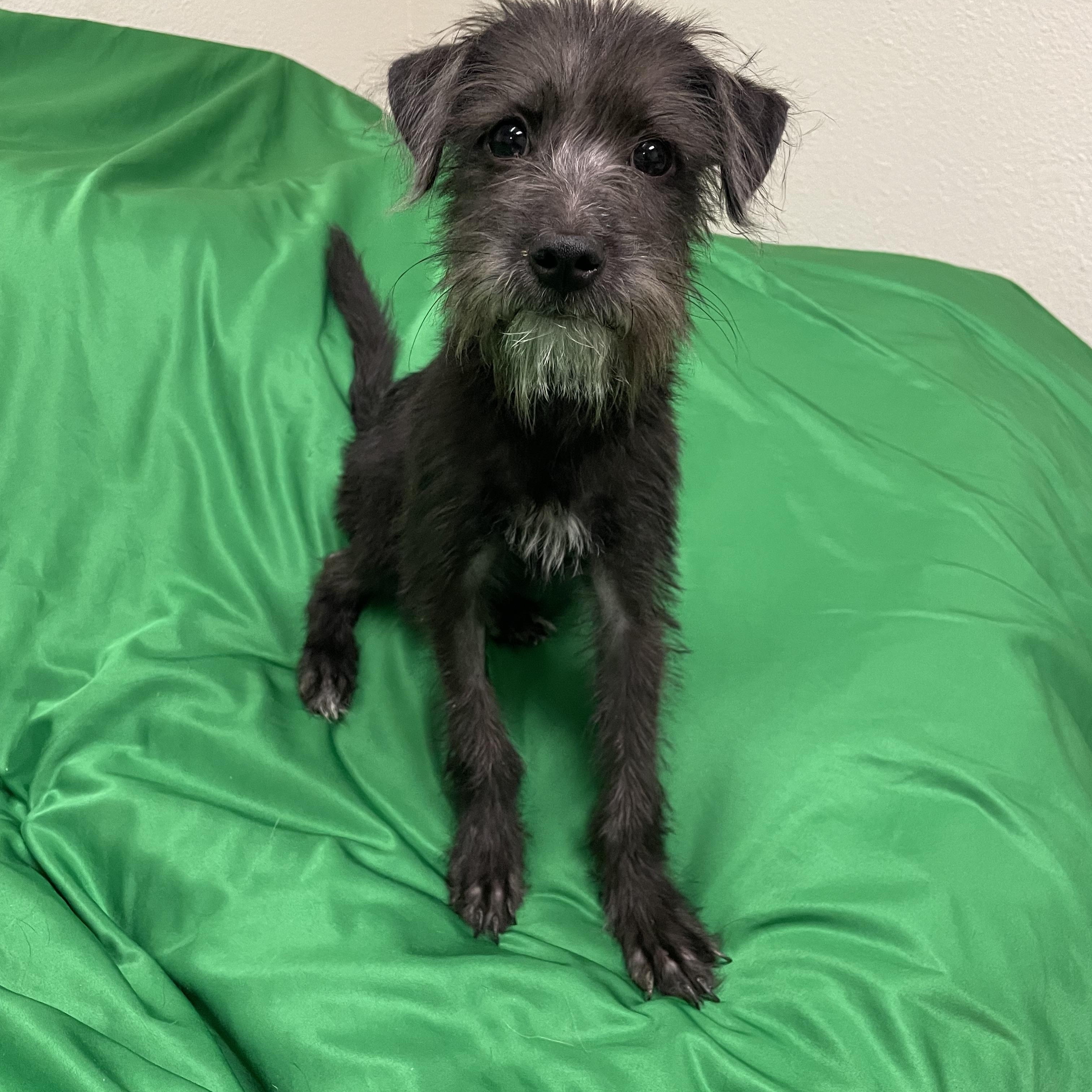 KoKo, an adoptable Schnoodle in Phoenix, AZ, 85040 | Photo Image 1