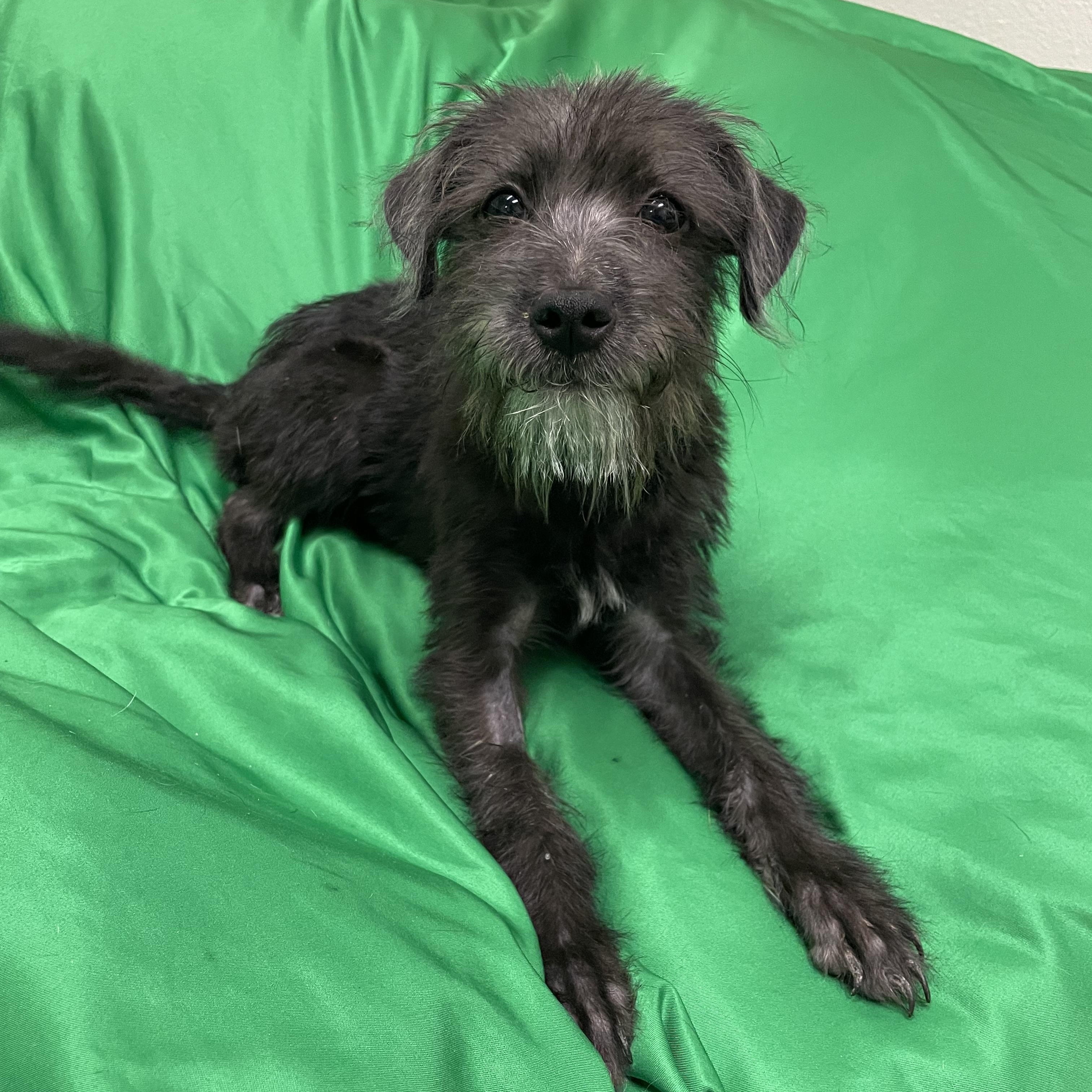 KoKo, an adoptable Schnoodle in Phoenix, AZ, 85040 | Photo Image 2