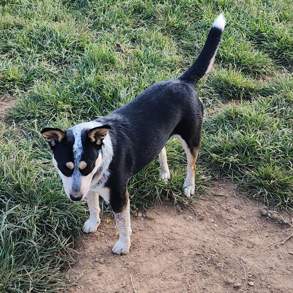 Ebony, Adoptable, Adult Female Catahoula Leopard Dog.