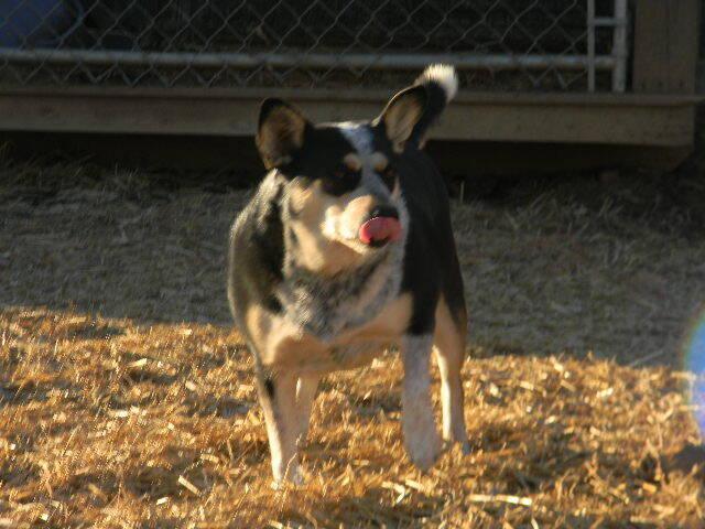 Enlarge Ebony, a Adoptable mixed breed in McMinnville, TN image 4/4