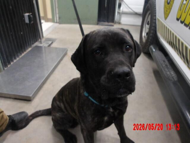 Goliath, Adoptable, Adult Male Cane Corso.