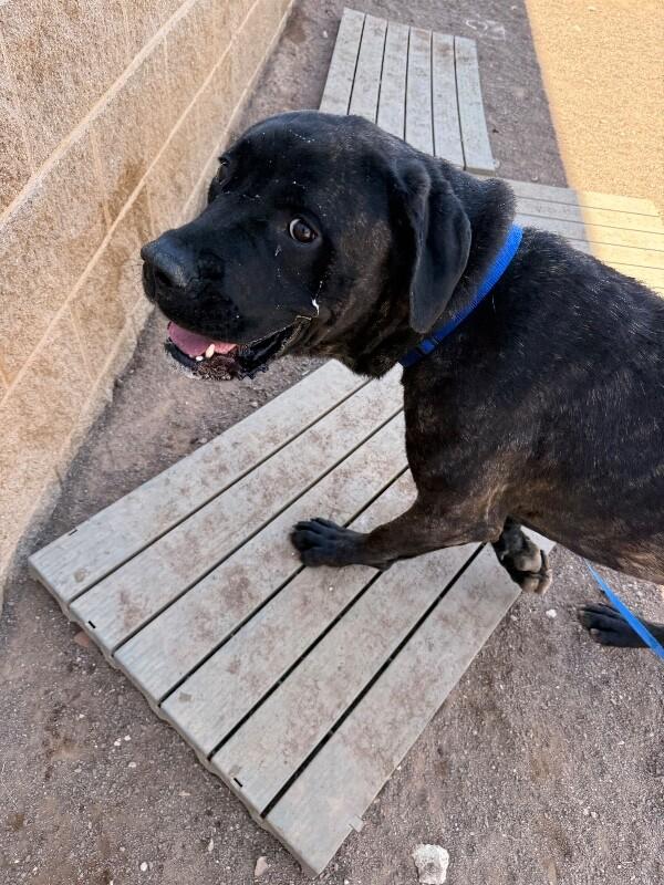 Goliath, a Adoptable Cane Corso in Hobbs, NM image 2/2