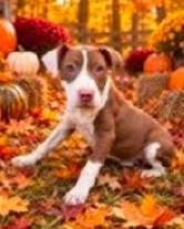 Enlarge Nessa, a Adoptable mixed breed in Washington, DC image 1/1