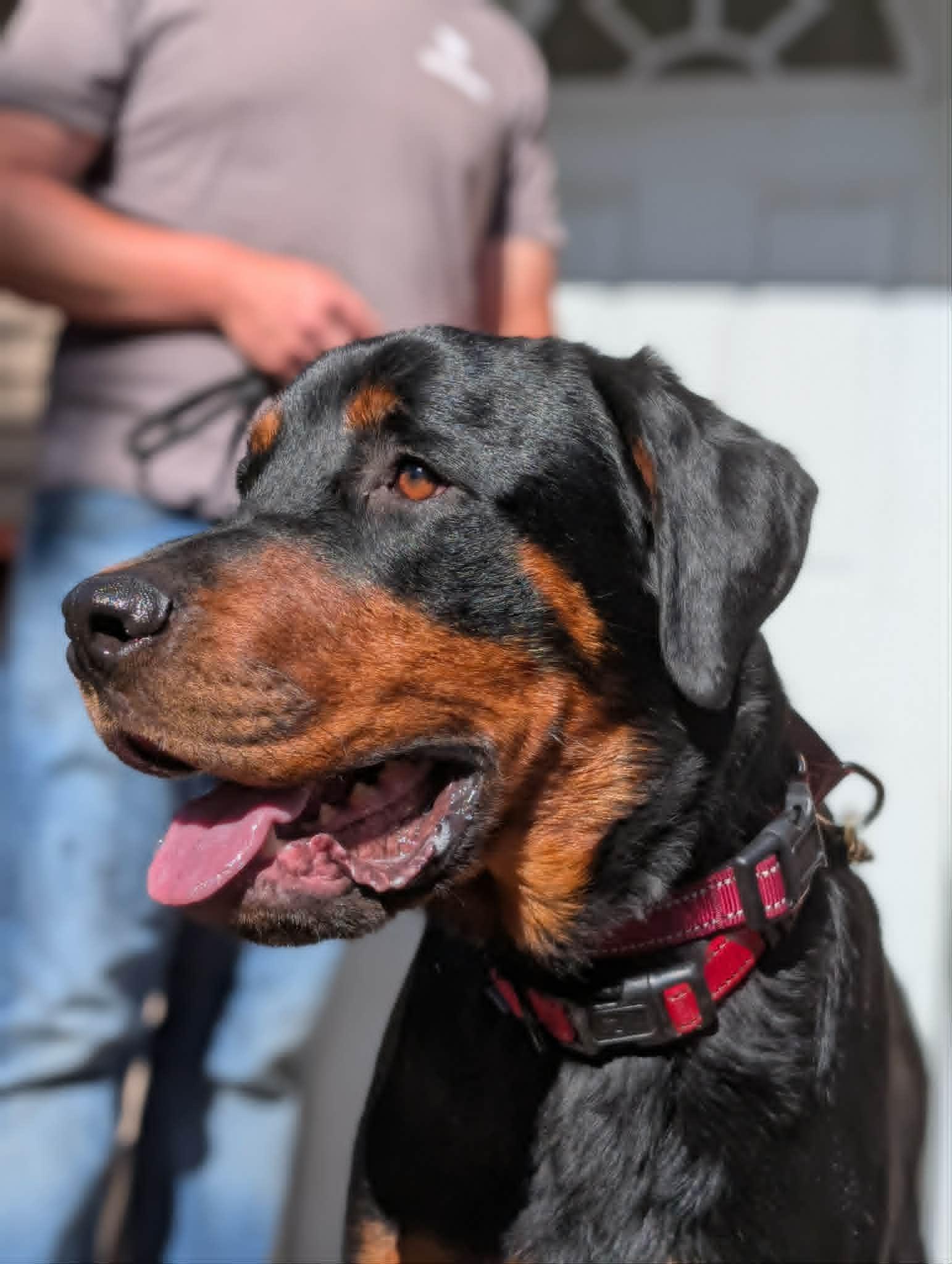 Enlarge Bayou, a ADOPTABLE Rottweiler in Santaquin, UT image 1/4