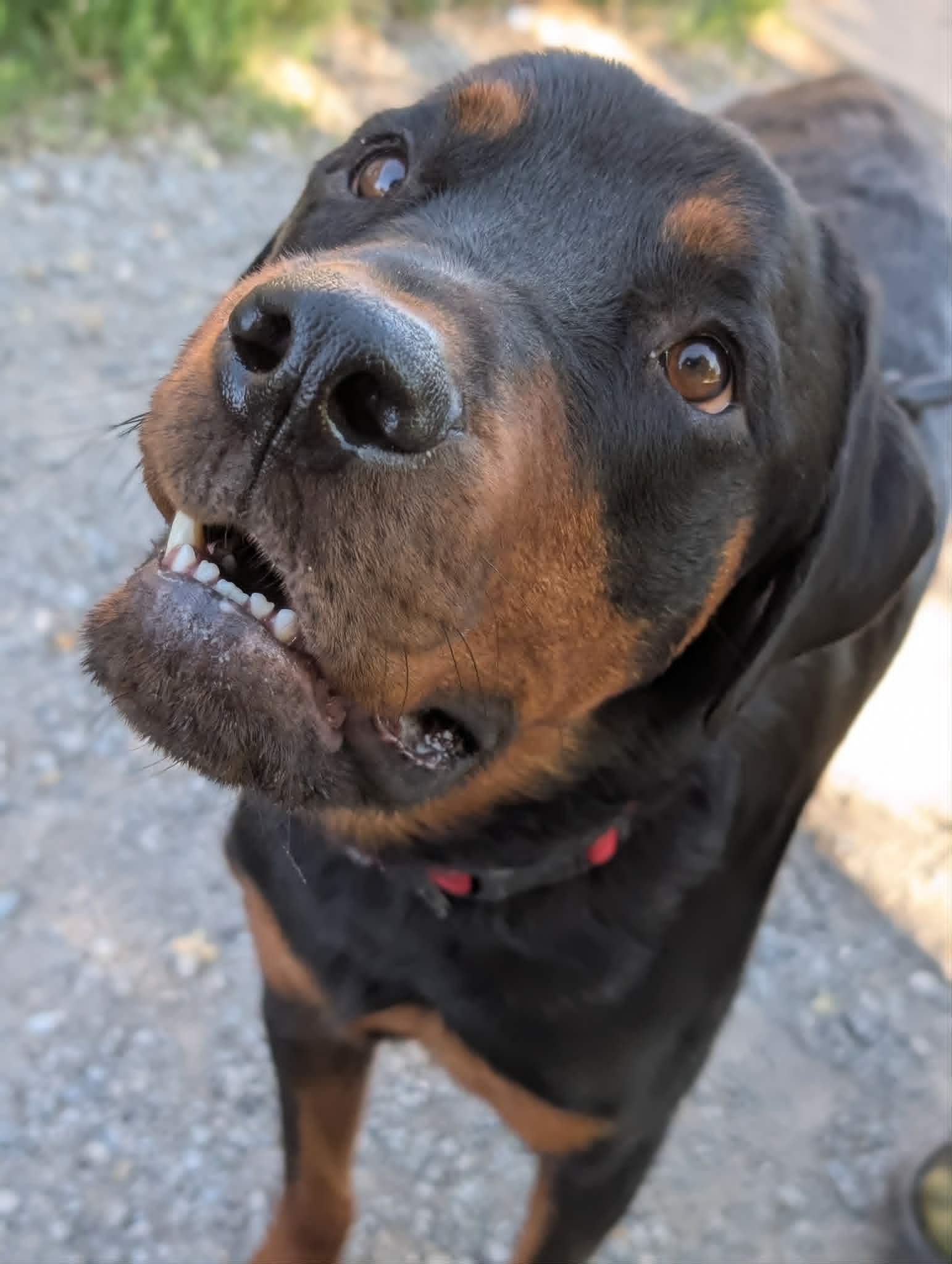 Enlarge Bayou, a ADOPTABLE Rottweiler in Santaquin, UT image 4/4