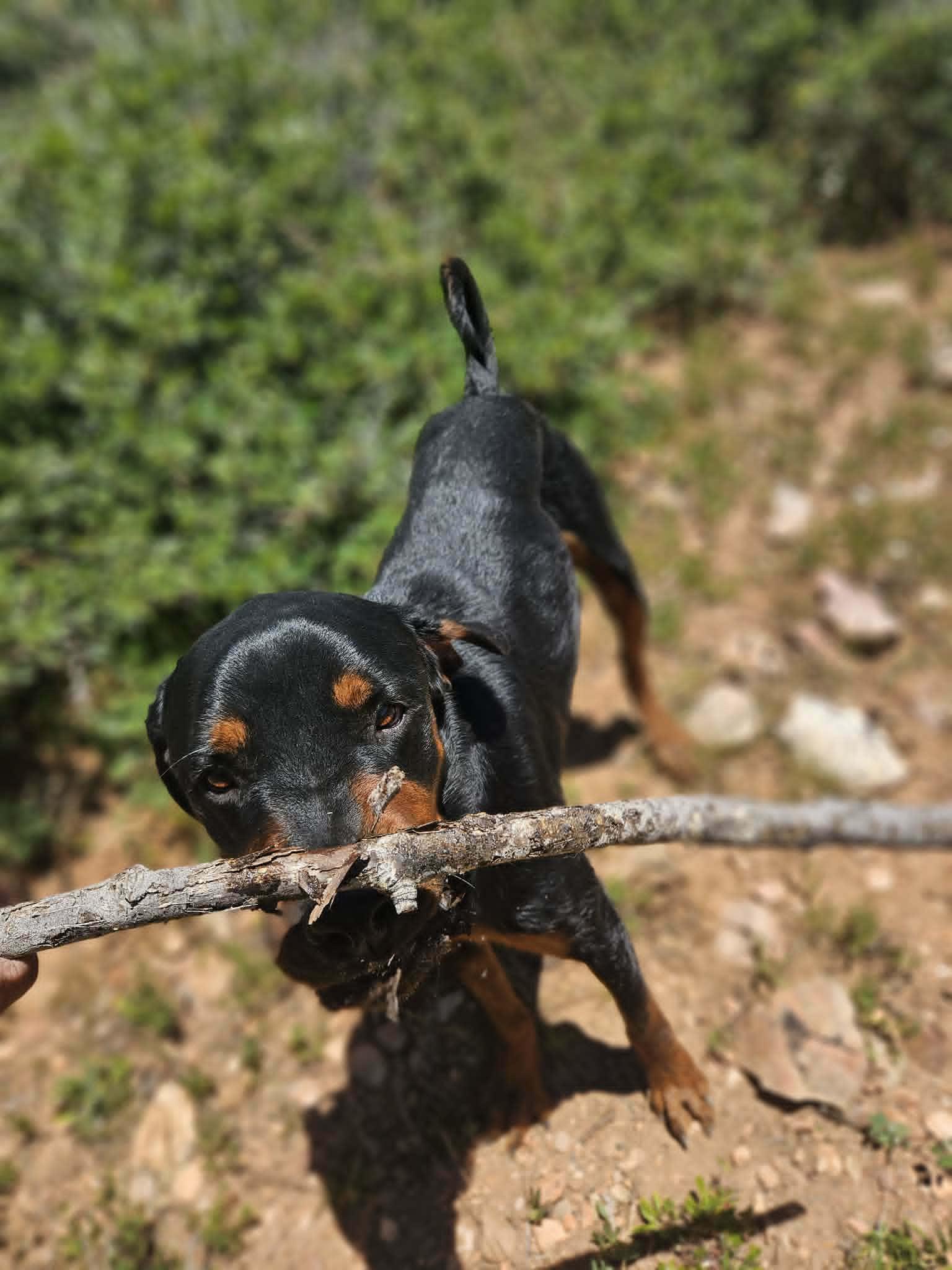 Enlarge Bayou, a ADOPTABLE Rottweiler in Santaquin, UT image 2/4