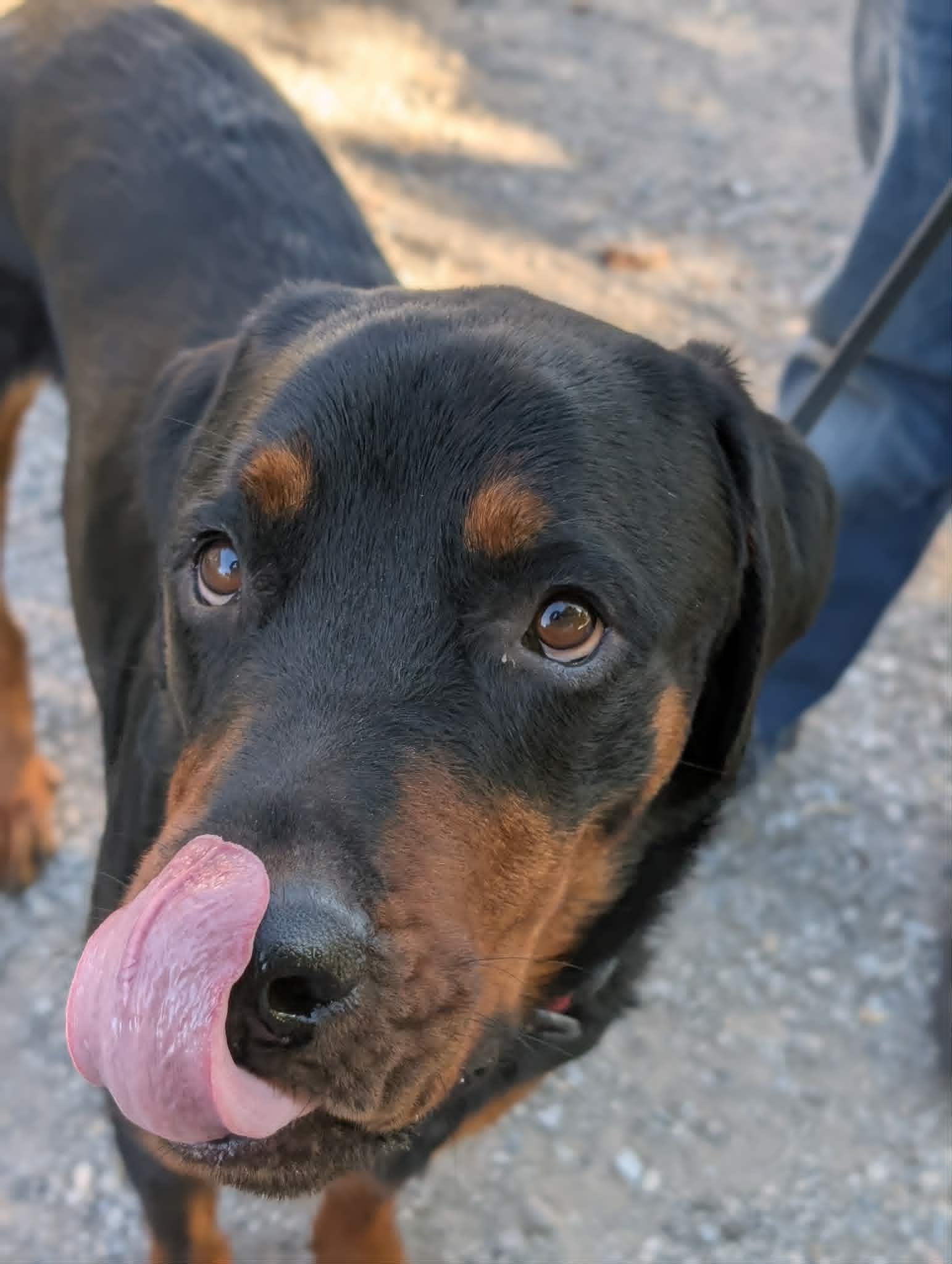 Enlarge Bayou, a ADOPTABLE Rottweiler in Santaquin, UT image 3/4
