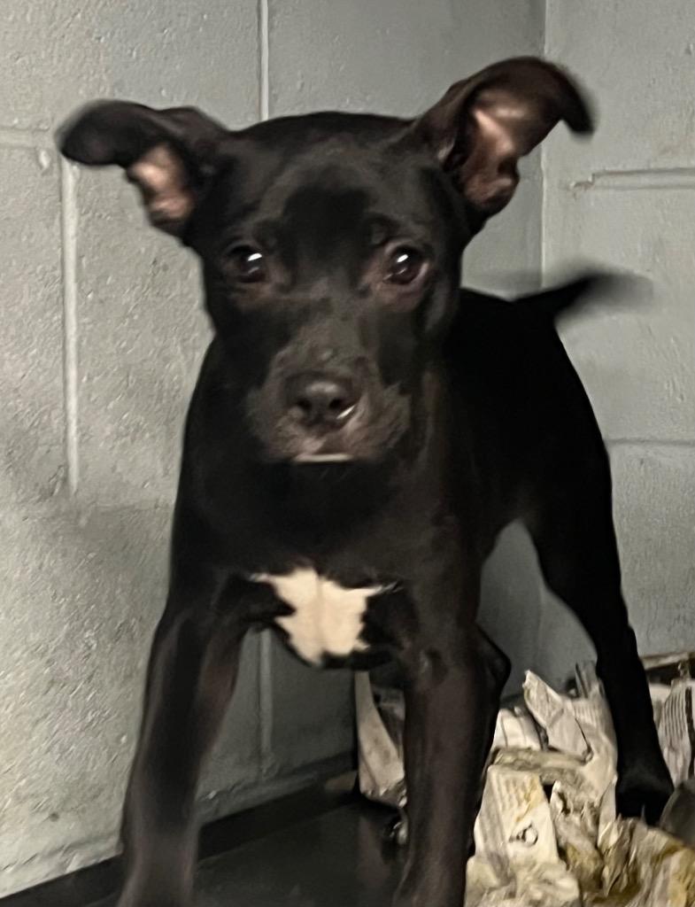 Vern, a Adoptable Boxer in Greenwood, MS image 1/3