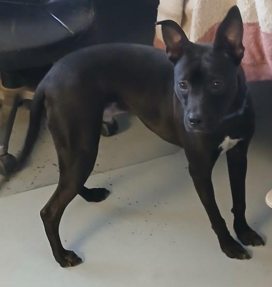 Enlarge Vern, a Adoptable Boxer in Greenwood, MS image 1/4