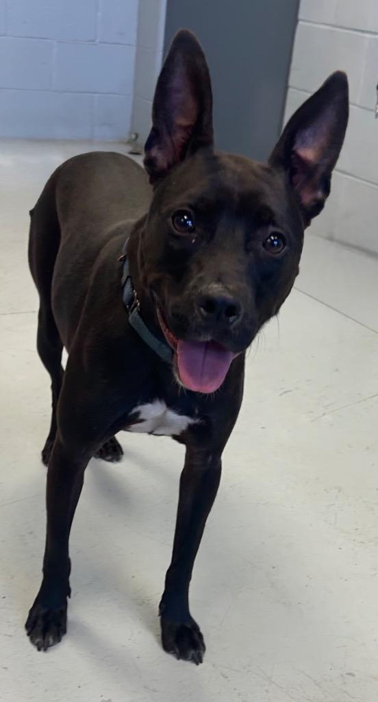 Vern, Adoptable, Young Male Boxer.