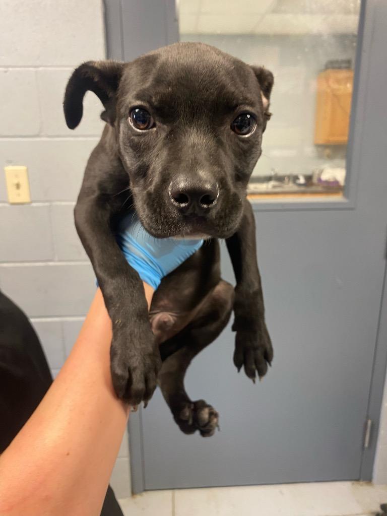 Vern, a Adoptable Boxer in Greenwood, MS image 3/3