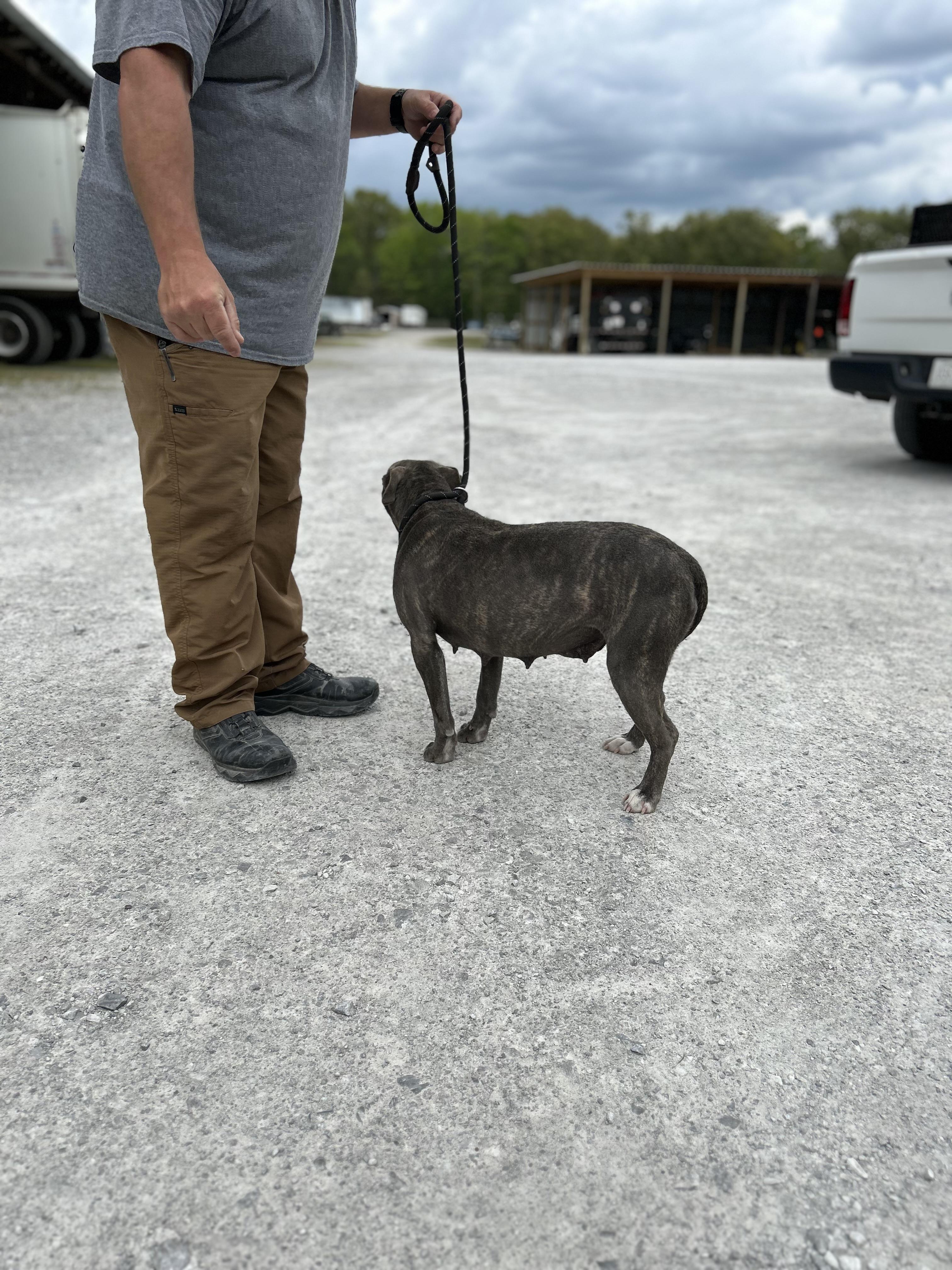 Enlarge April, a ADOPTABLE Mixed Breed in Manchester, TN image 5/5