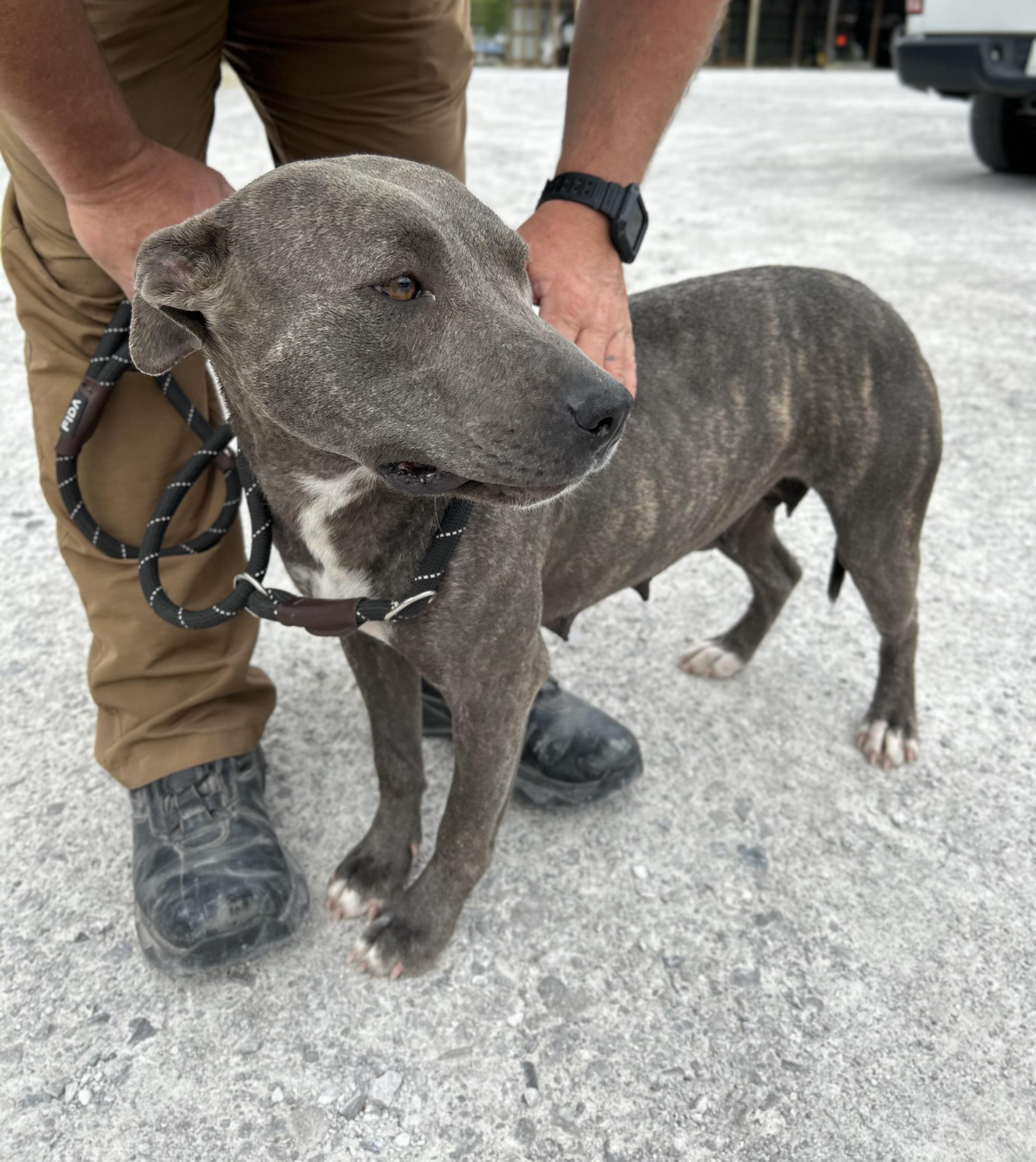 Enlarge April, a ADOPTABLE Mixed Breed in Manchester, TN image 4/5