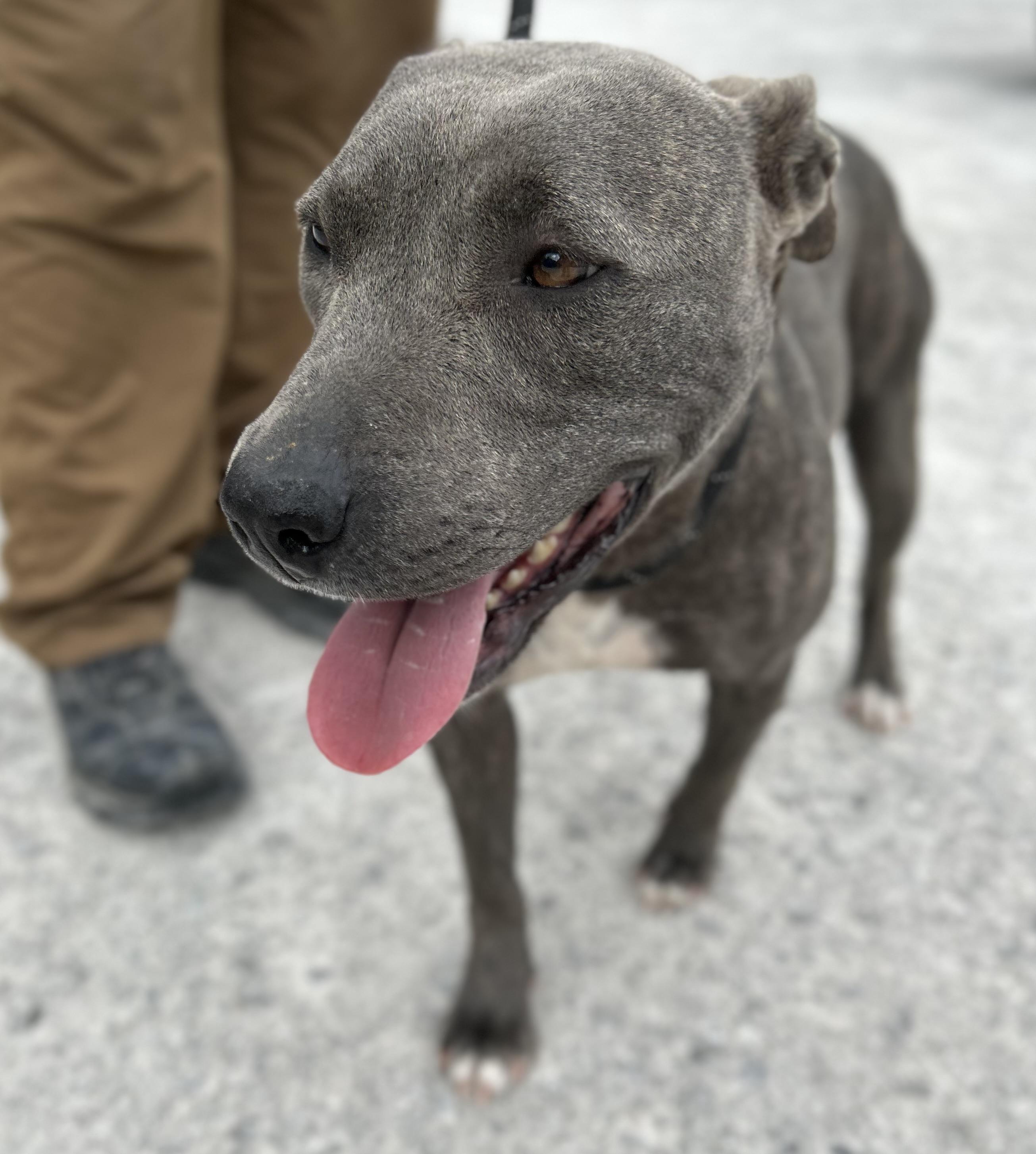 Enlarge April, a ADOPTABLE Mixed Breed in Manchester, TN image 2/5