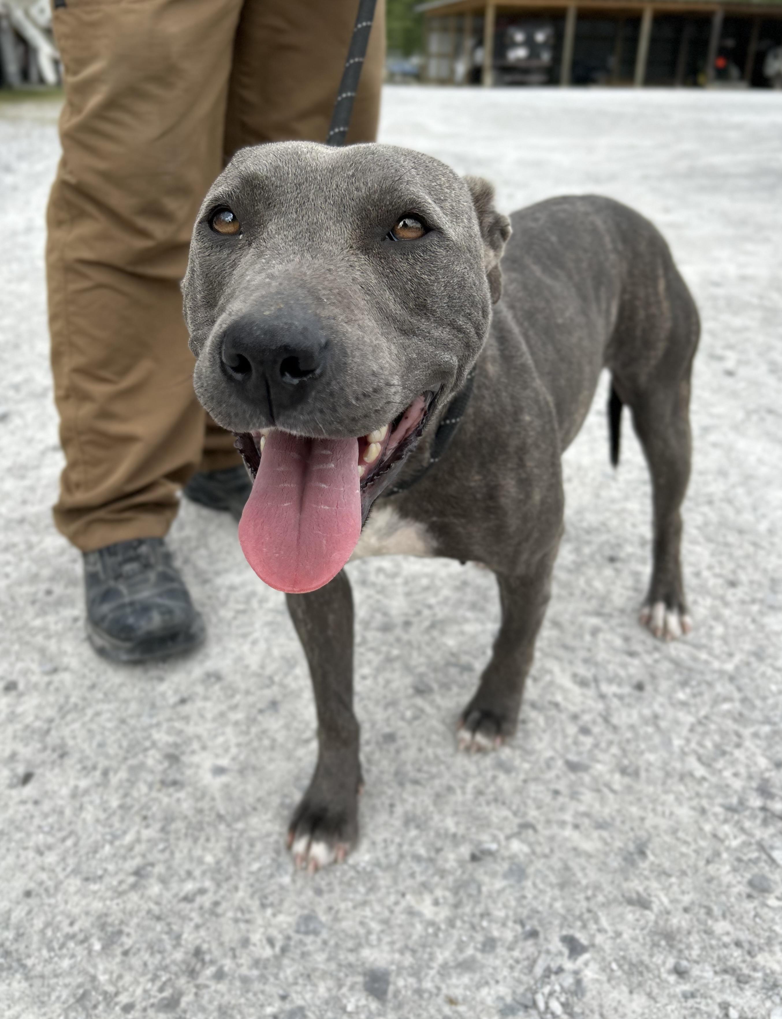 April, ADOPTABLE, Young Female Mixed Breed.