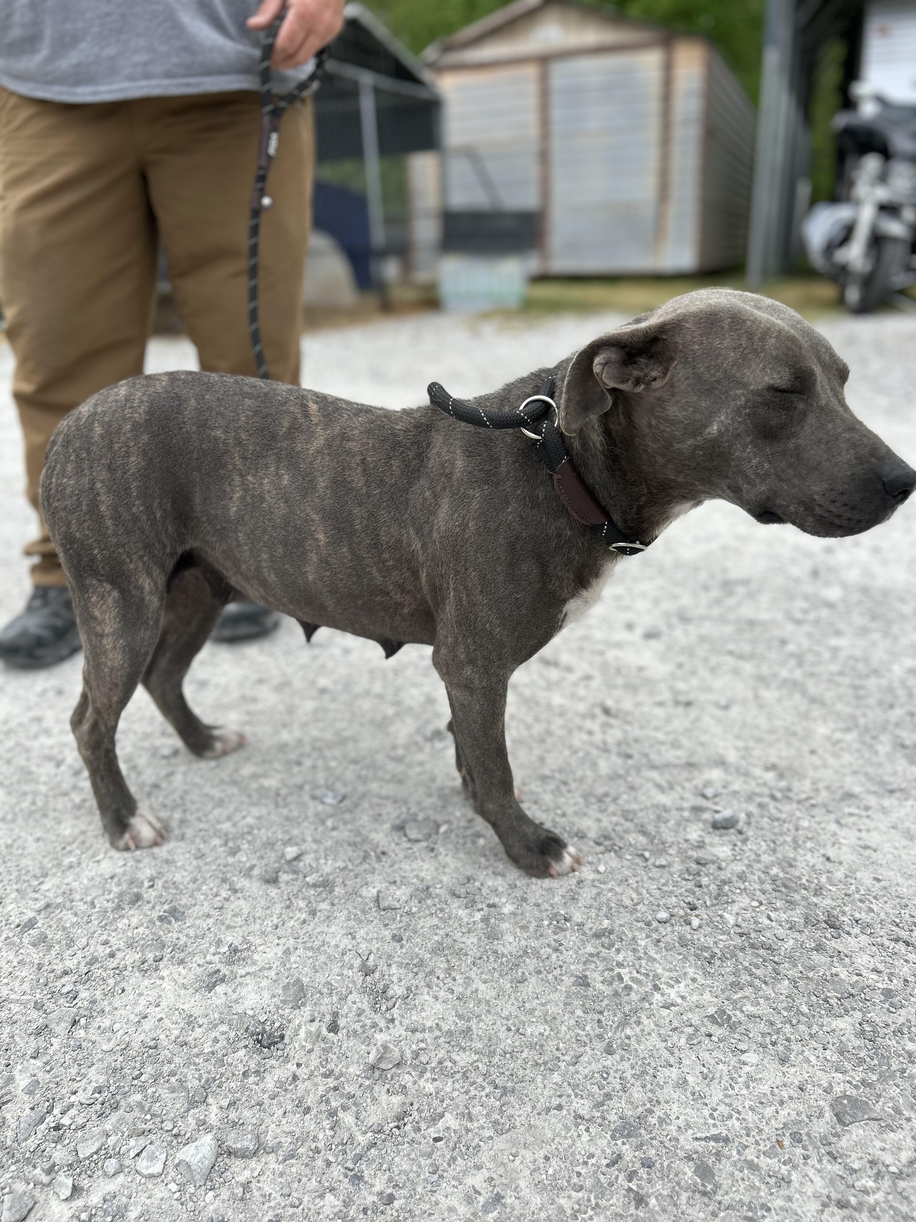 Enlarge April, a ADOPTABLE Mixed Breed in Manchester, TN image 3/5