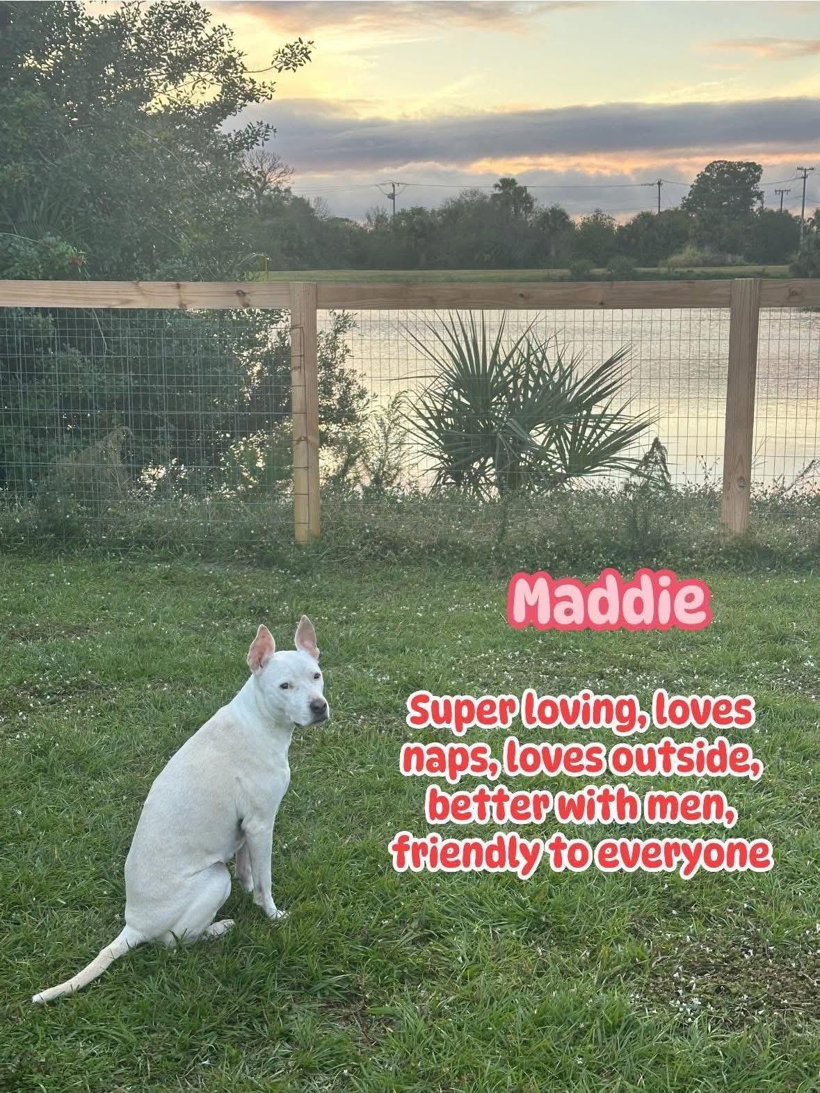 Maddie, a Adopted mixed breed in Port Saint Lucie, FL image 2/3
