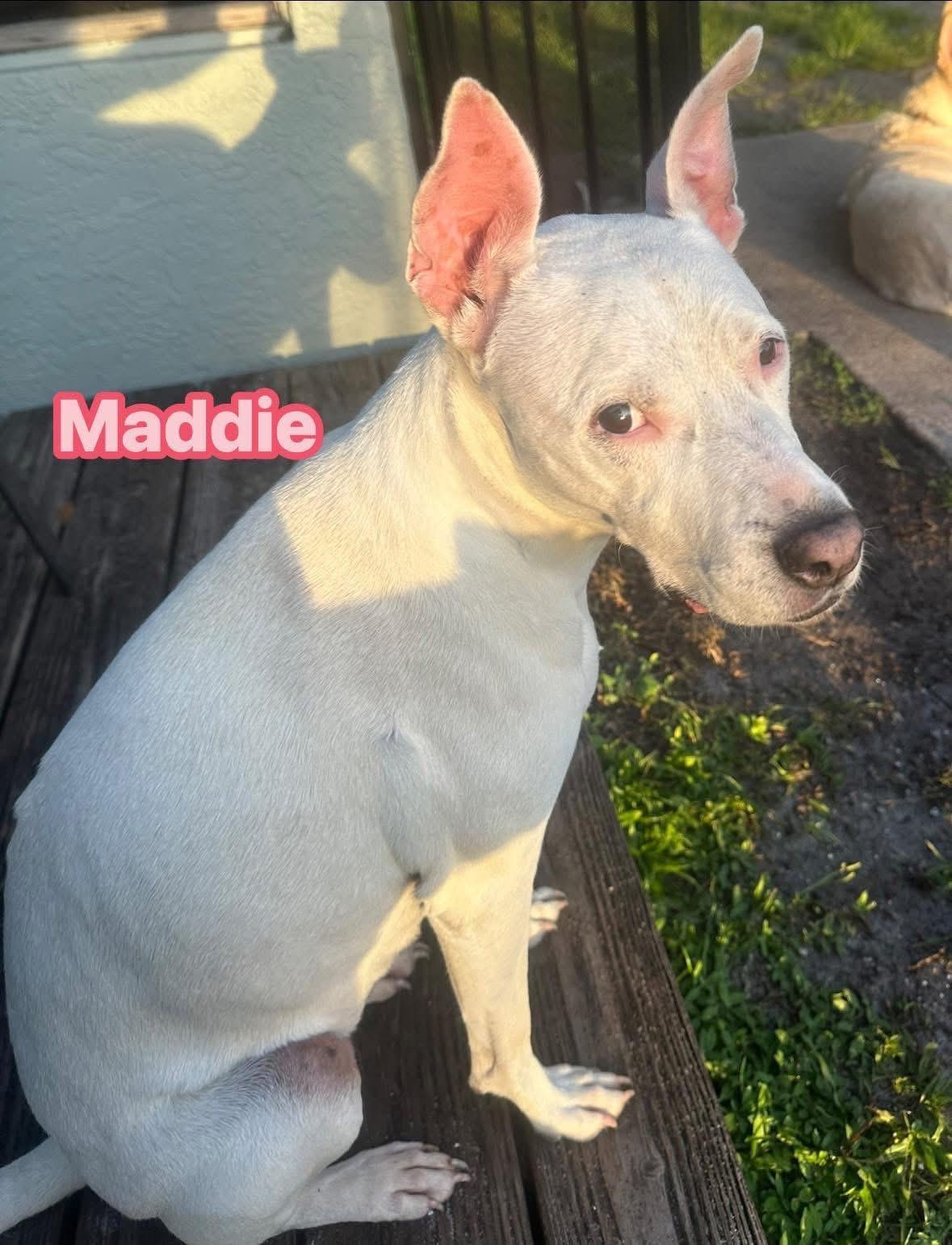 Maddie, a Adopted mixed breed in Port Saint Lucie, FL image 3/3
