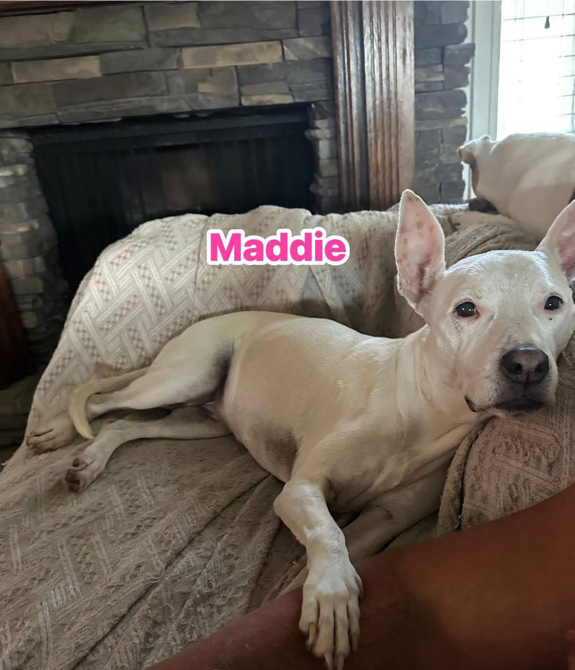 Maddie, Adopted, Senior Female Dogo Argentino.