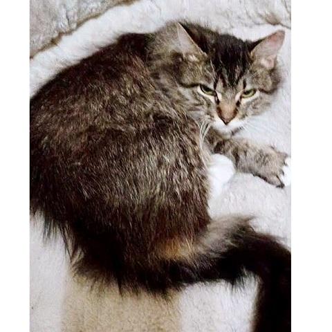 Itty Bitty, ADOPTABLE, Kitten Female Tabby.