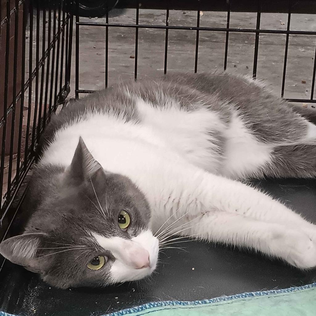 Enlarge Cosmo, a Adopted mixed breed in Crossville, TN image 2/3