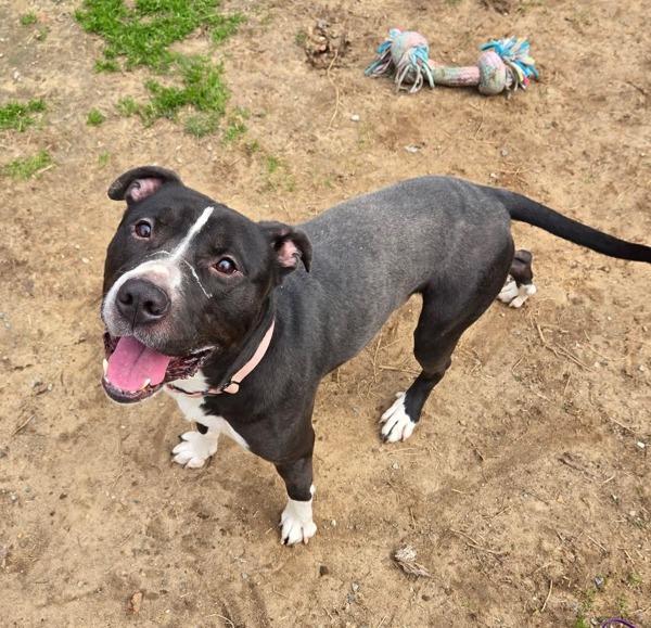 Enlarge Cesar, a Adoptable mixed breed in Millersville, MD image 1/1