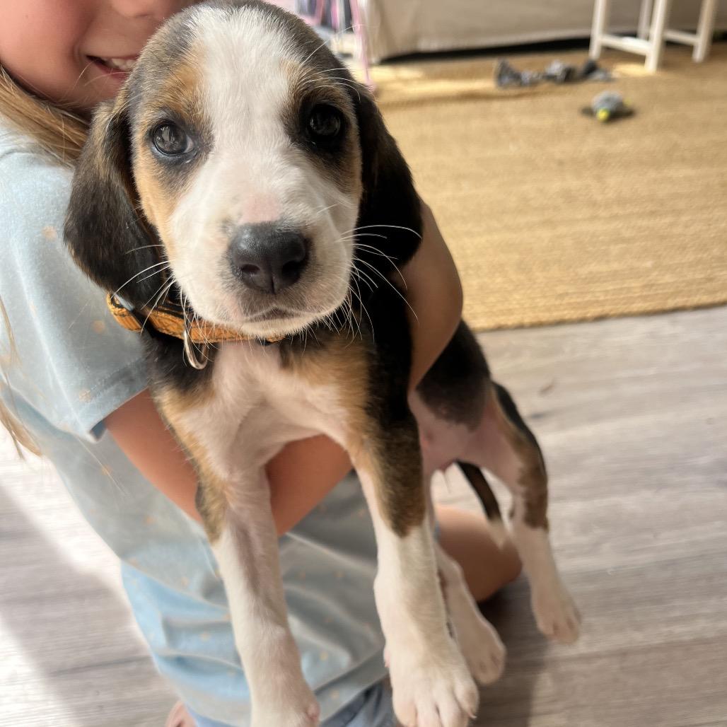 Jan, ADOPTABLE, Puppy Female Hound.