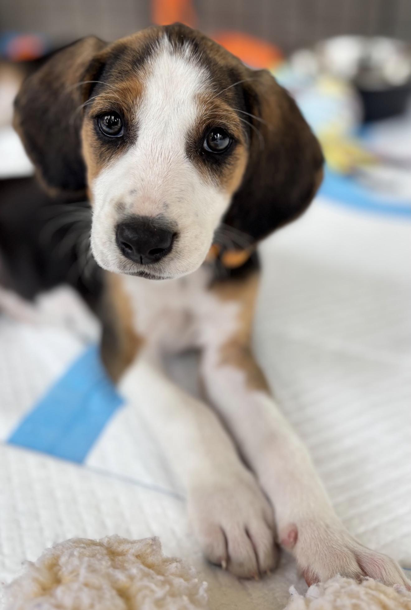 Enlarge Jan, a ADOPTABLE Hound in Richmond, VA image 6/6