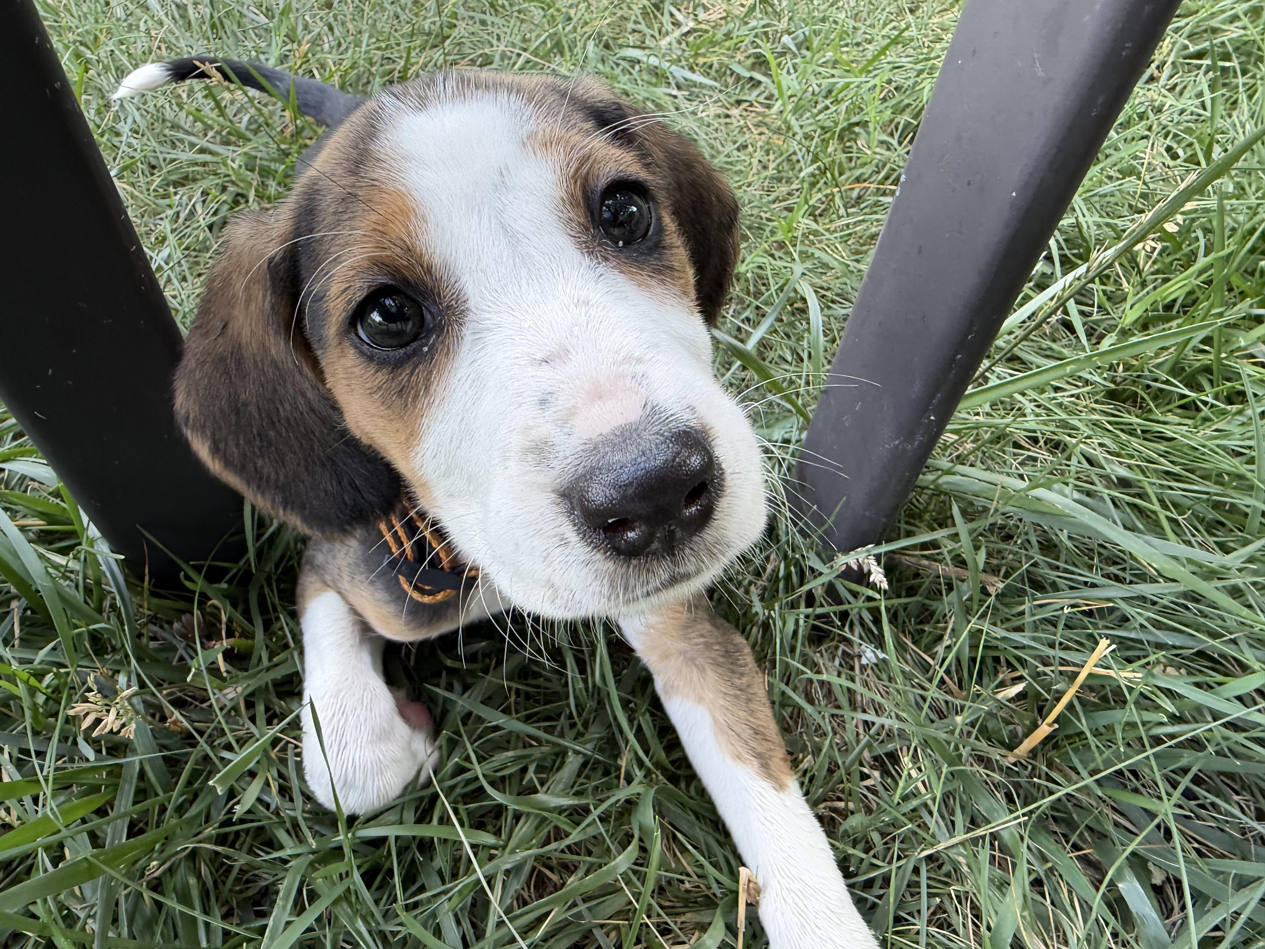 Enlarge Jan, a ADOPTABLE Hound in Richmond, VA image 3/6