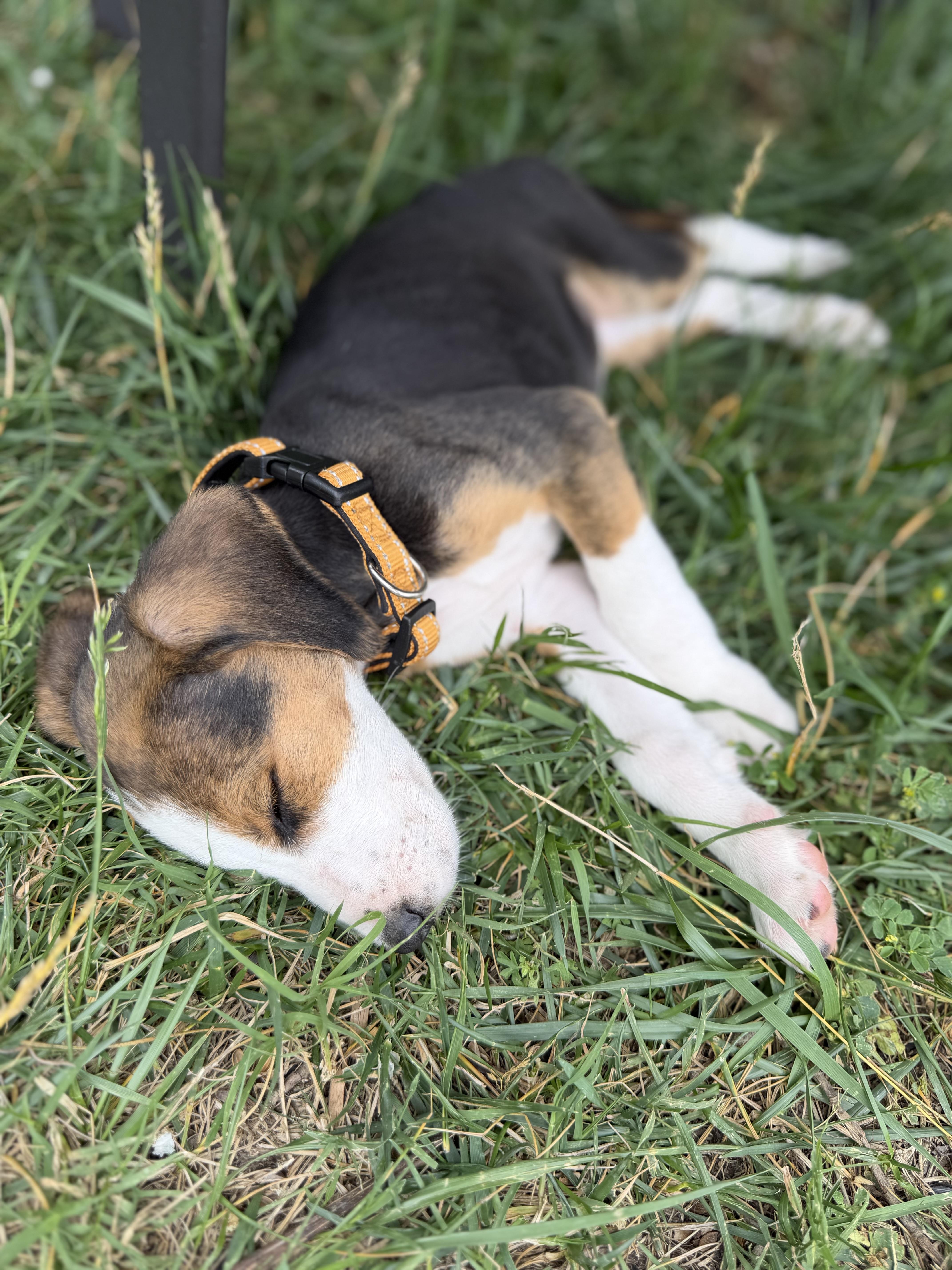 Enlarge Jan, a ADOPTABLE Hound in Richmond, VA image 4/6