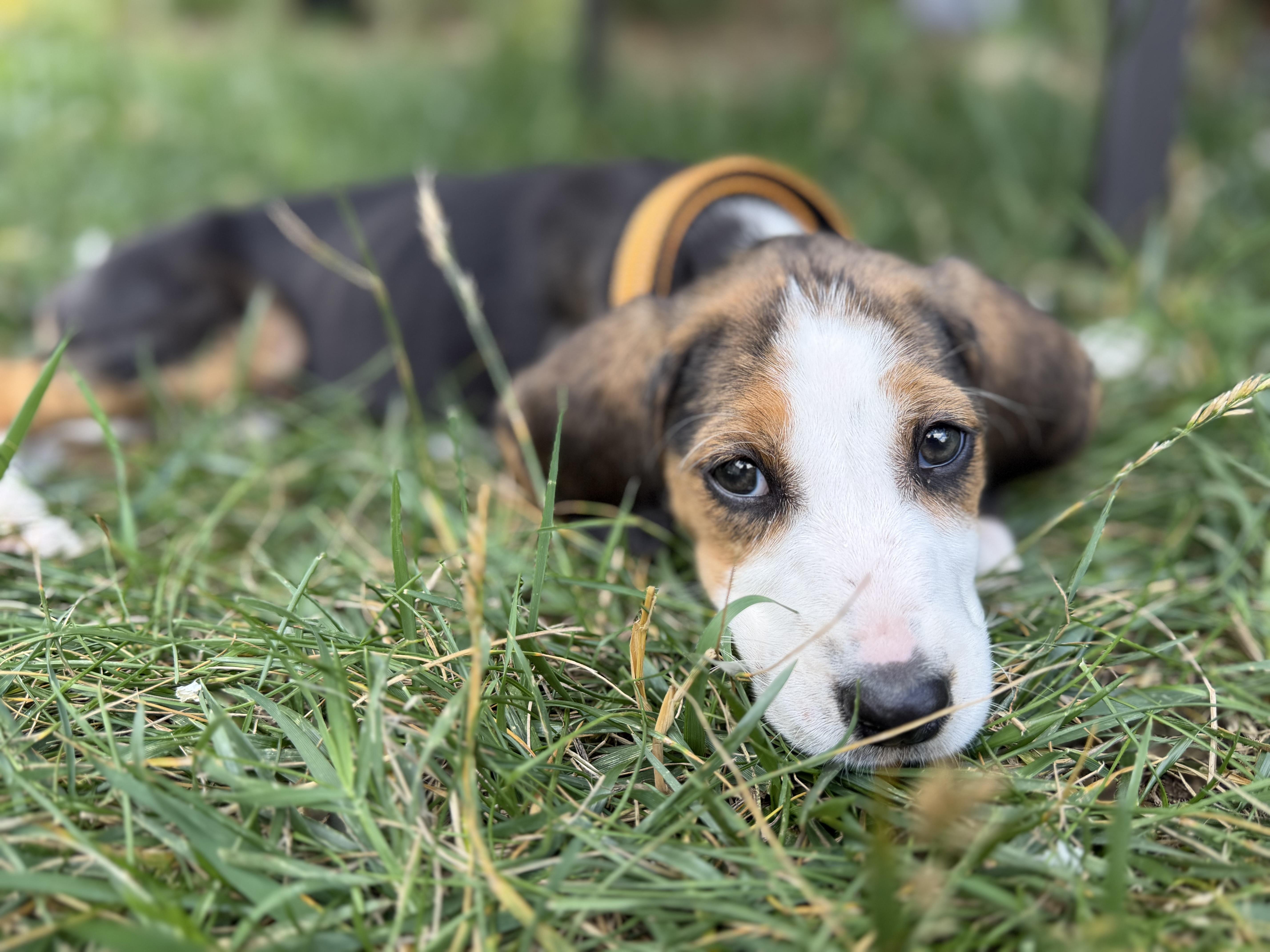 Jan, ADOPTABLE, Puppy Female Hound.