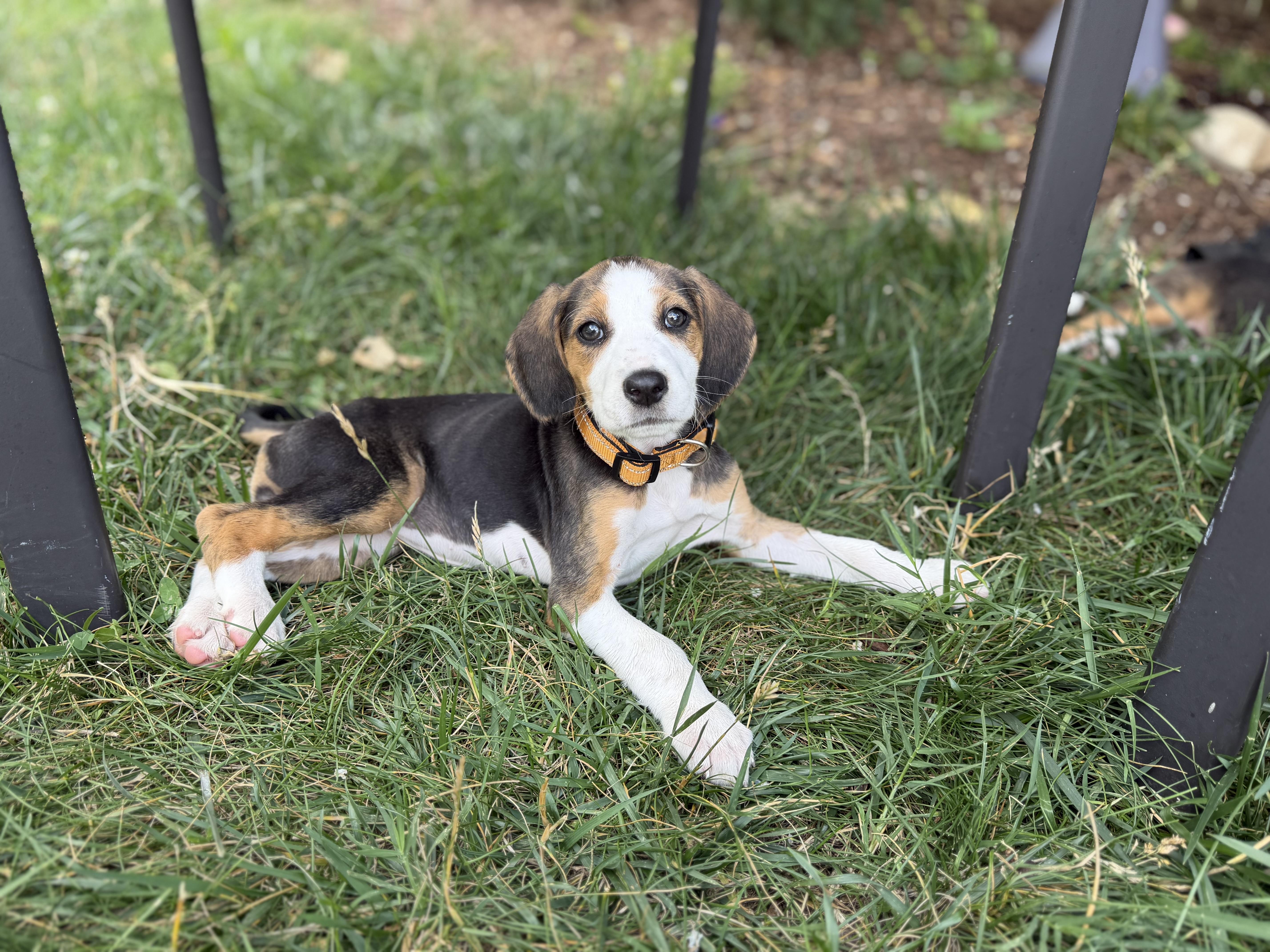 Enlarge Jan, a ADOPTABLE Hound in Richmond, VA image 2/6