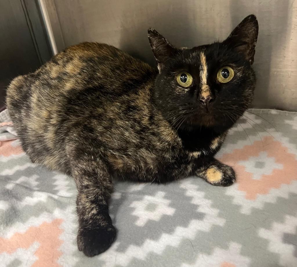 Tweety / AC 27709, Adoptable, Young Female Domestic Short Hair.