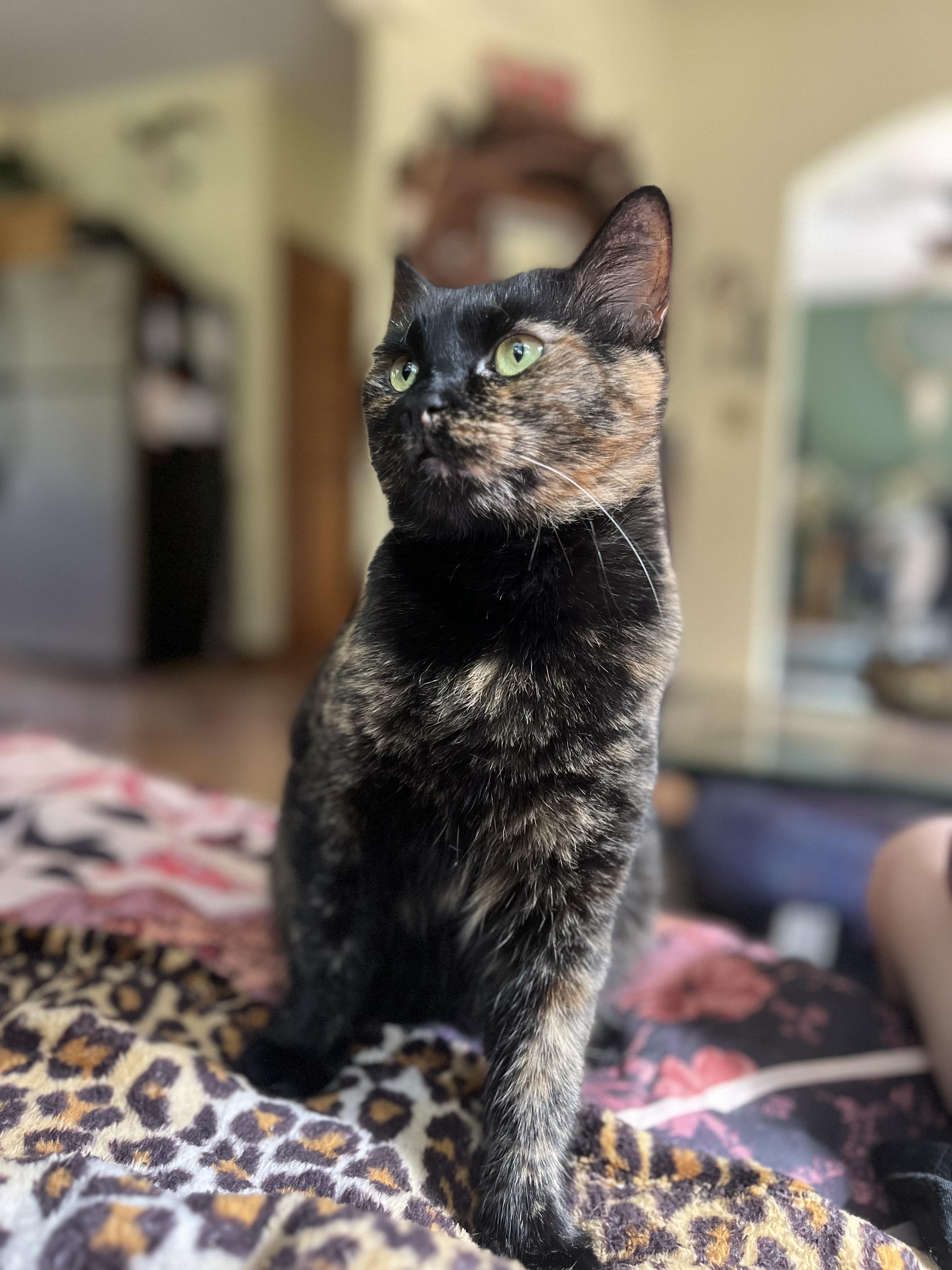 Enlarge Mamita, a Adoptable Domestic Short Hair in Providence, RI image 1/3