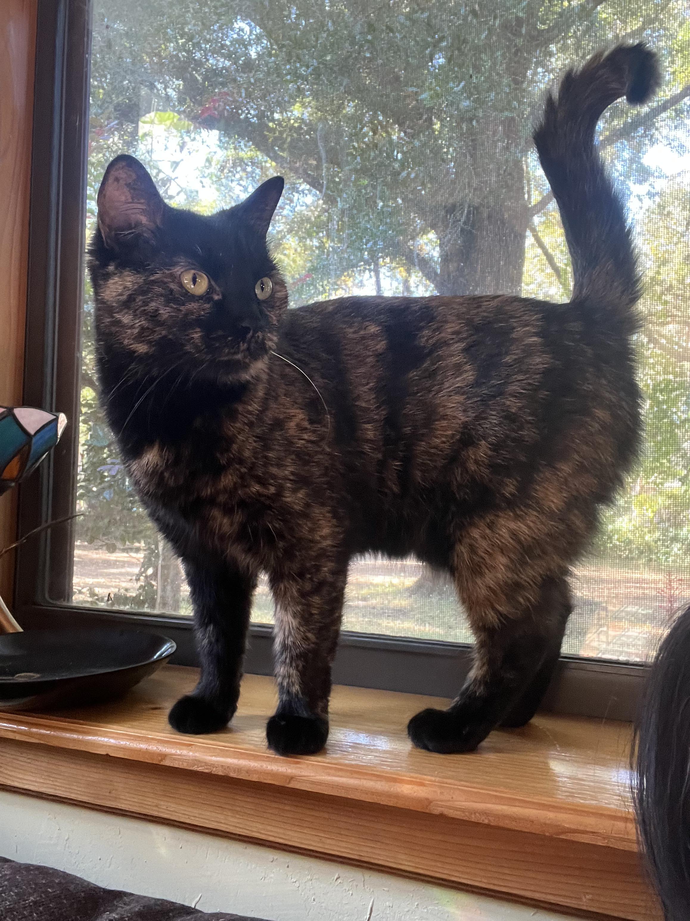 Enlarge Mamita, a Adoptable Domestic Short Hair in Providence, RI image 2/3