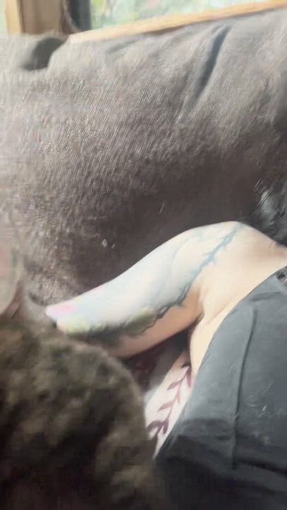 Enlarge Mamita, a Adoptable Domestic Short Hair in Providence, RI video 3/3