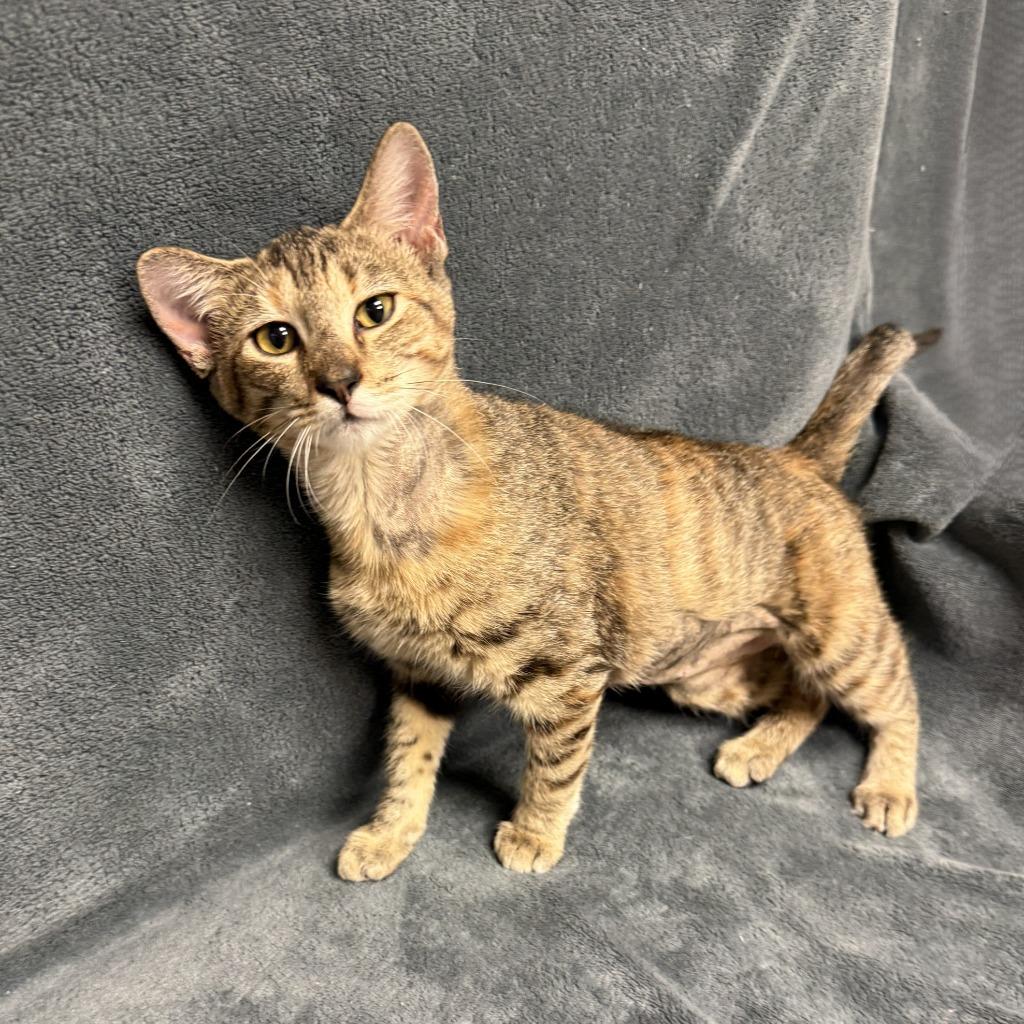 Enlarge Tracy, a Adoptable mixed breed in Brenham, TX image 2/6