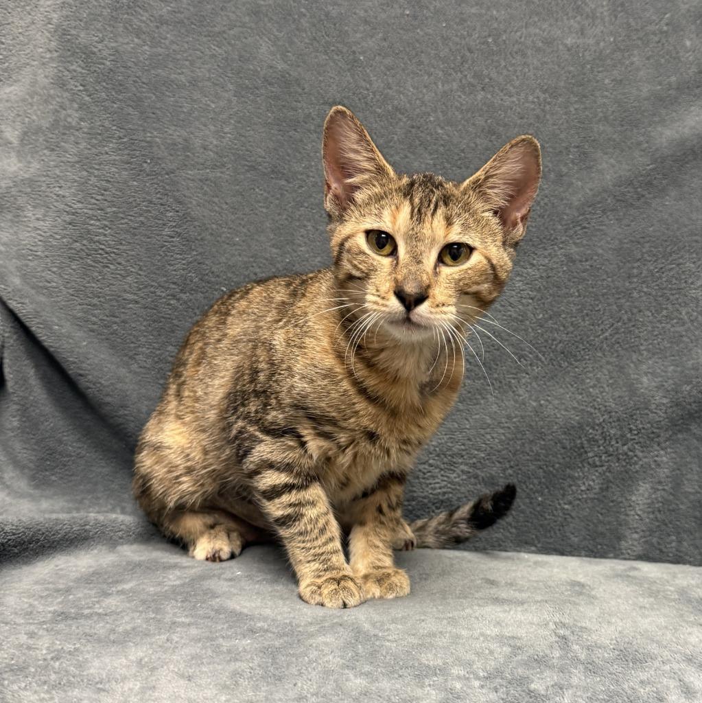 Enlarge Tracy, a Adoptable mixed breed in Brenham, TX image 3/6